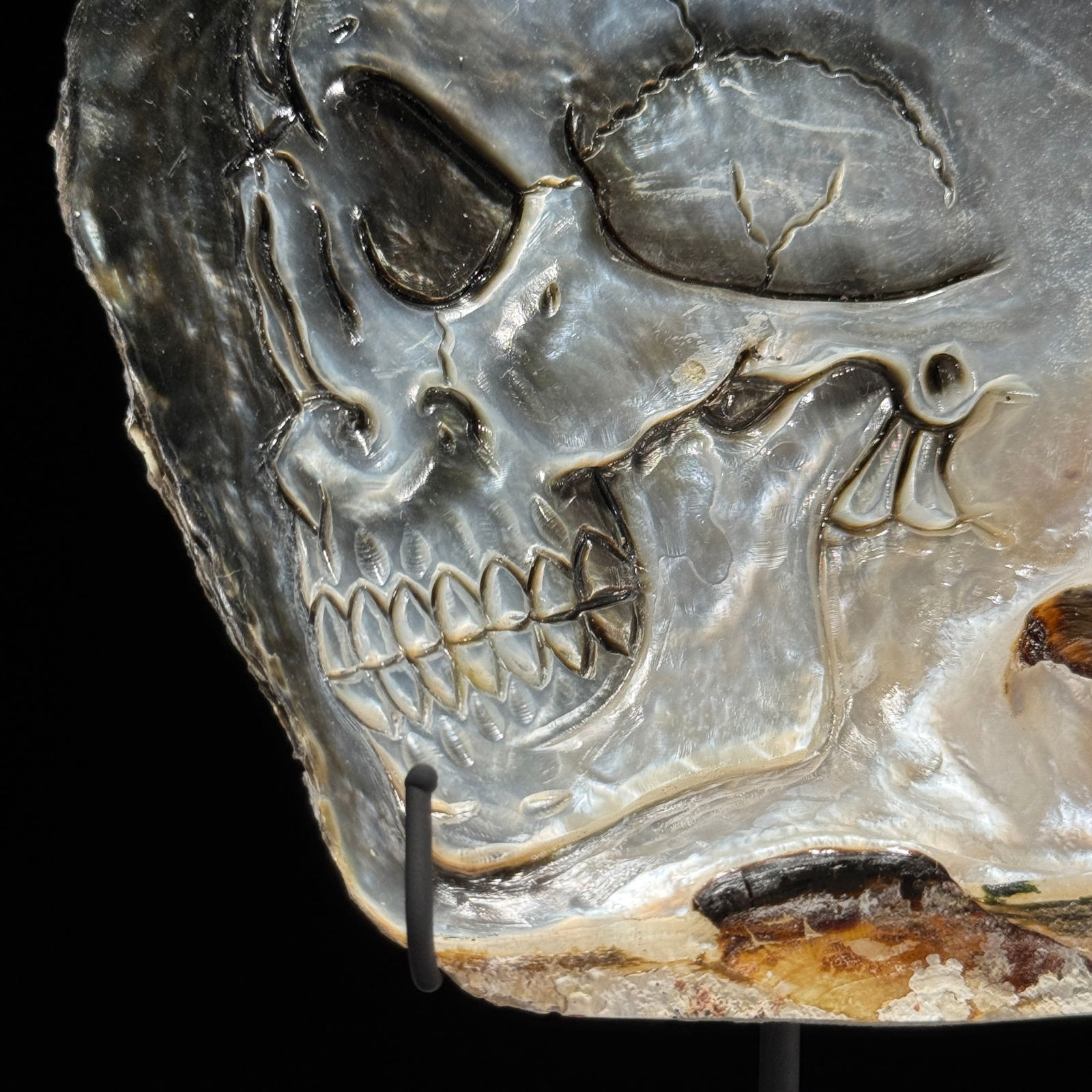 Engraved mother of pearl shell - Human skull motif - 8