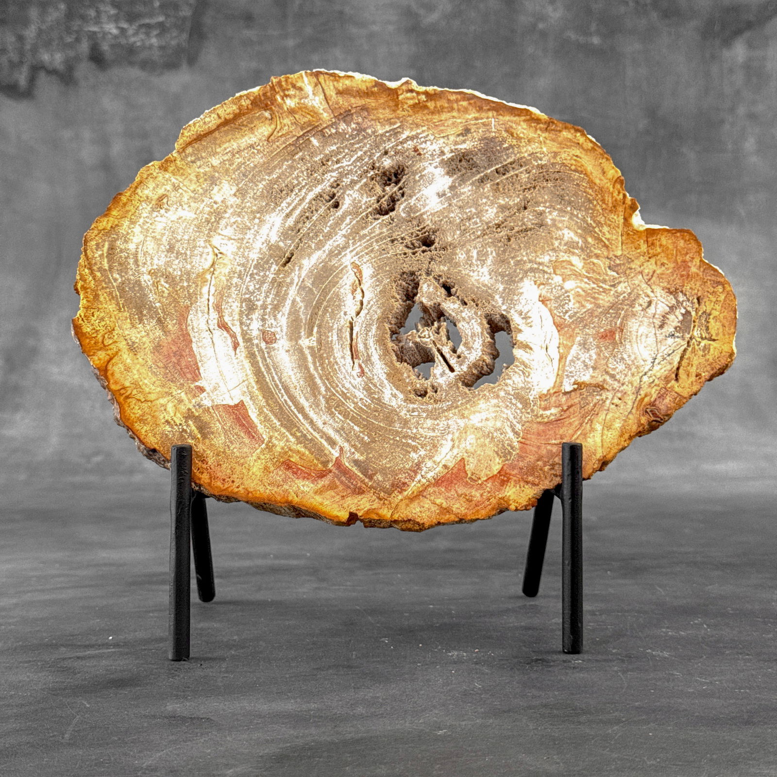 Beautiful slice of petrified wood on a custom stand - 2