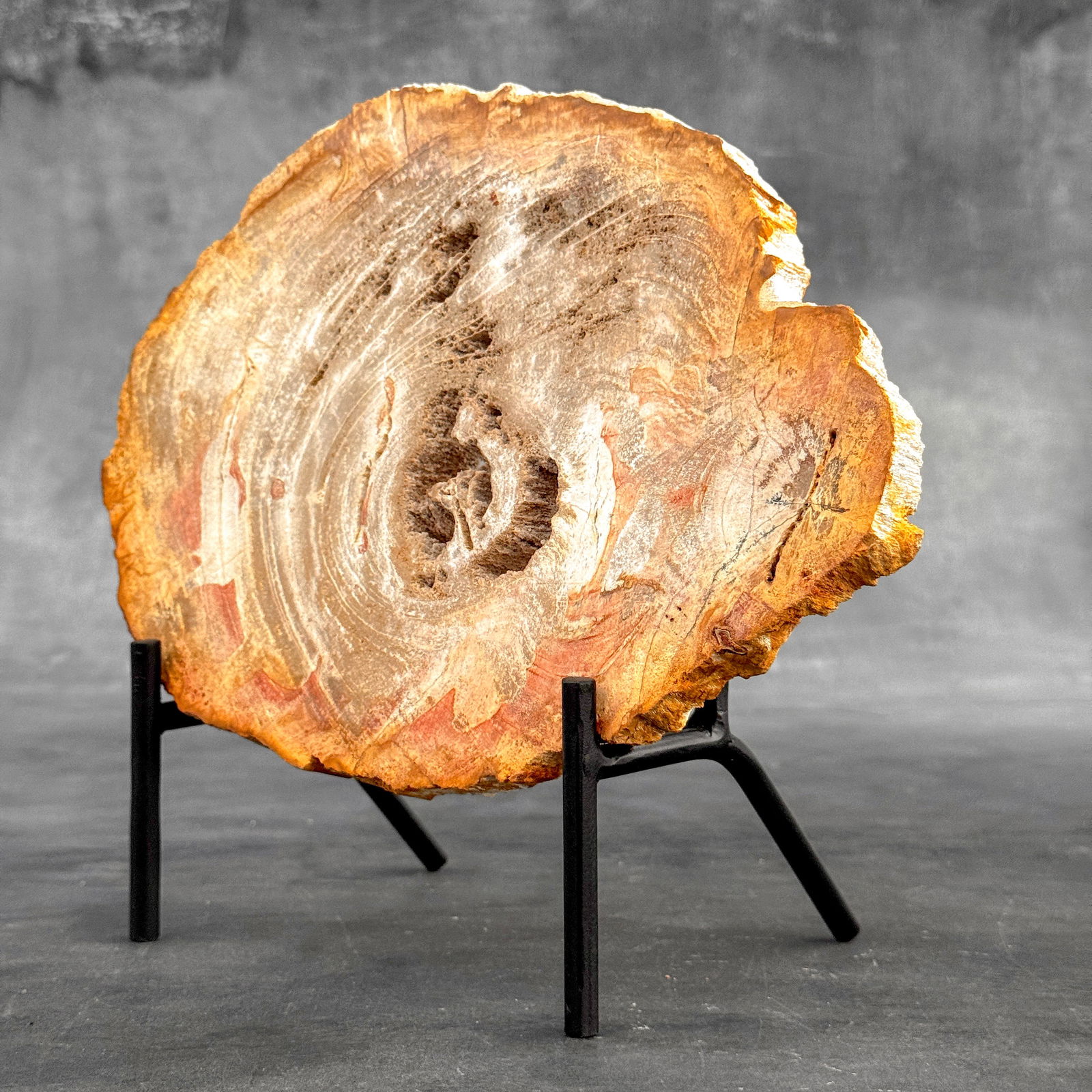 Beautiful slice of petrified wood on a custom stand - 3