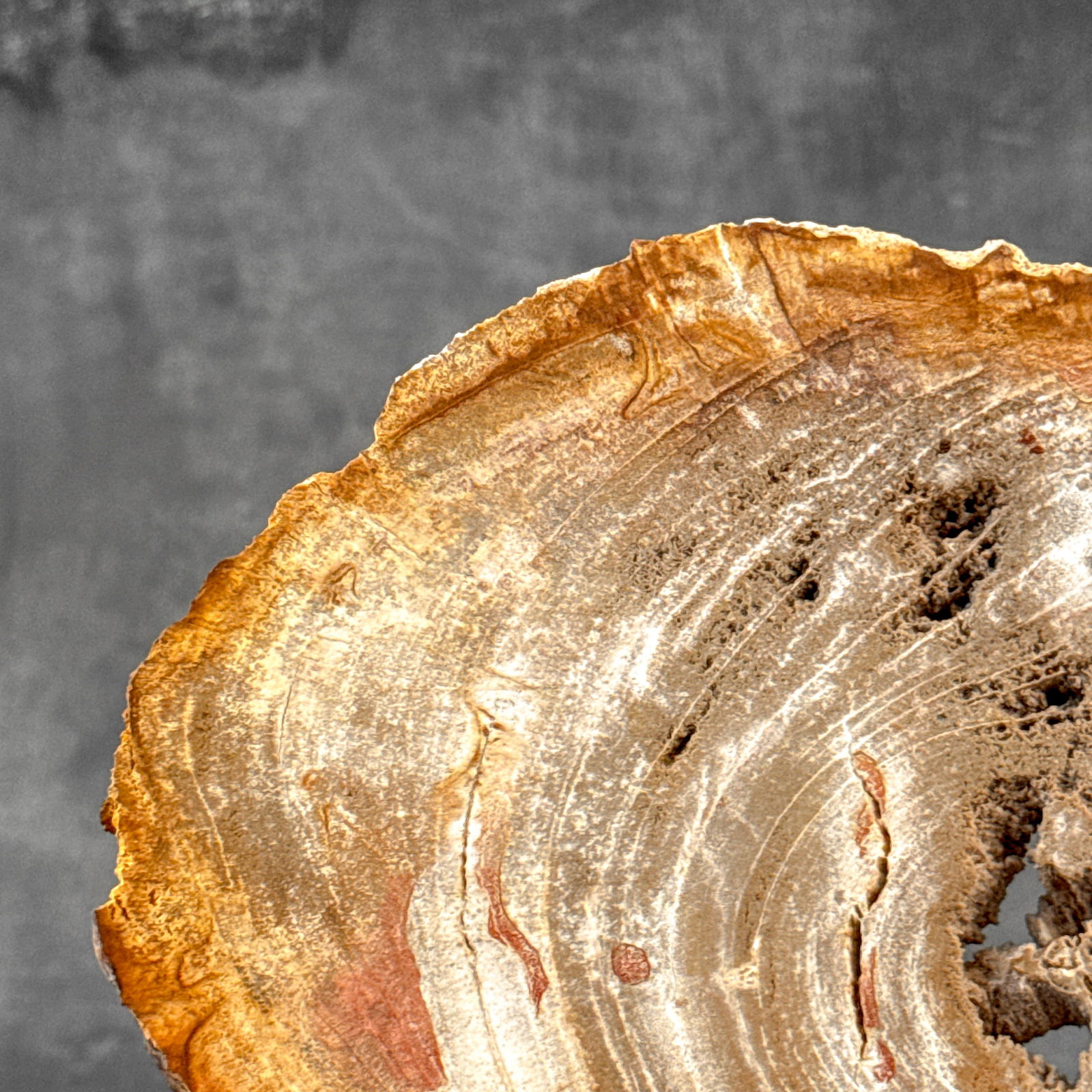 Beautiful slice of petrified wood on a custom stand - 4