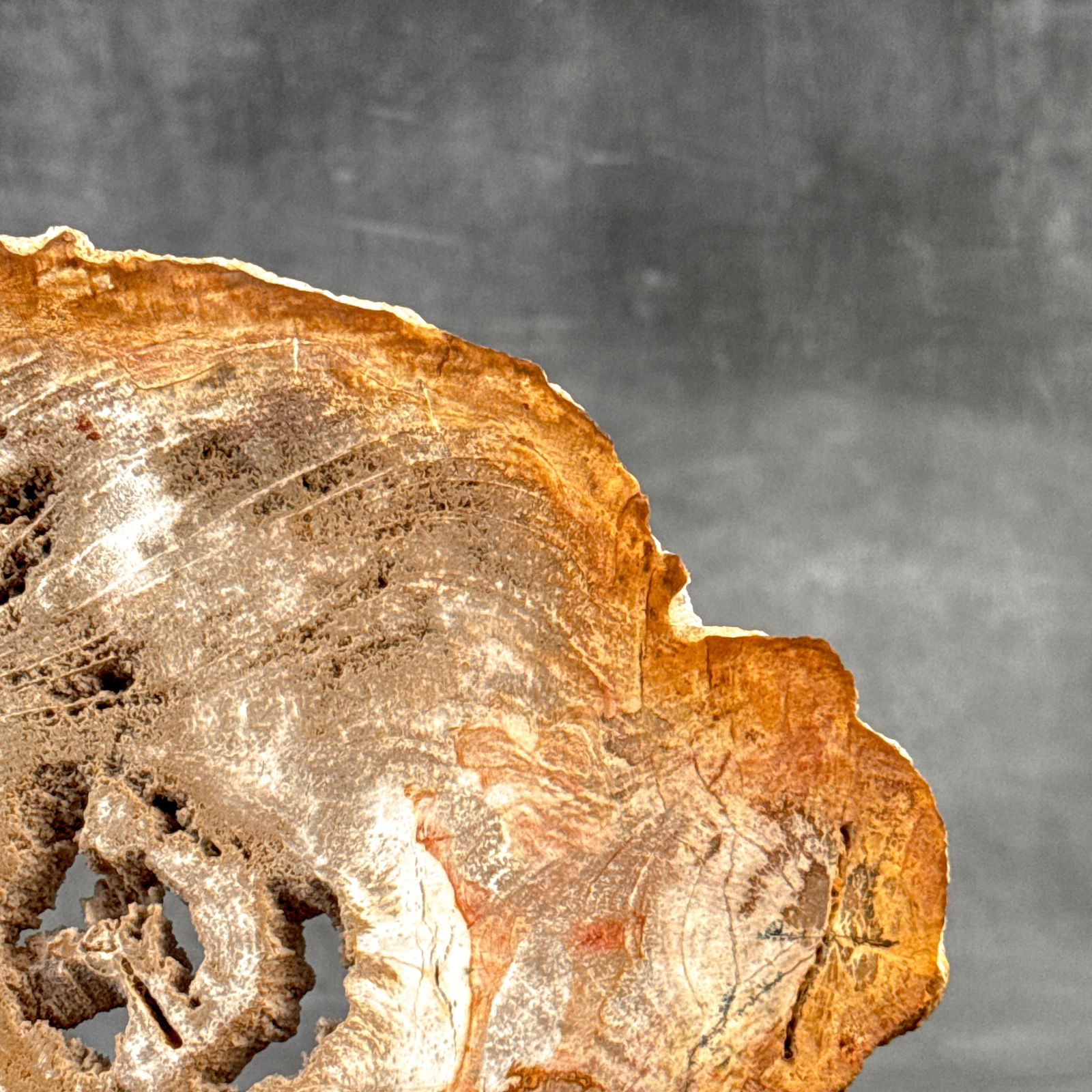 Beautiful slice of petrified wood on a custom stand - 5