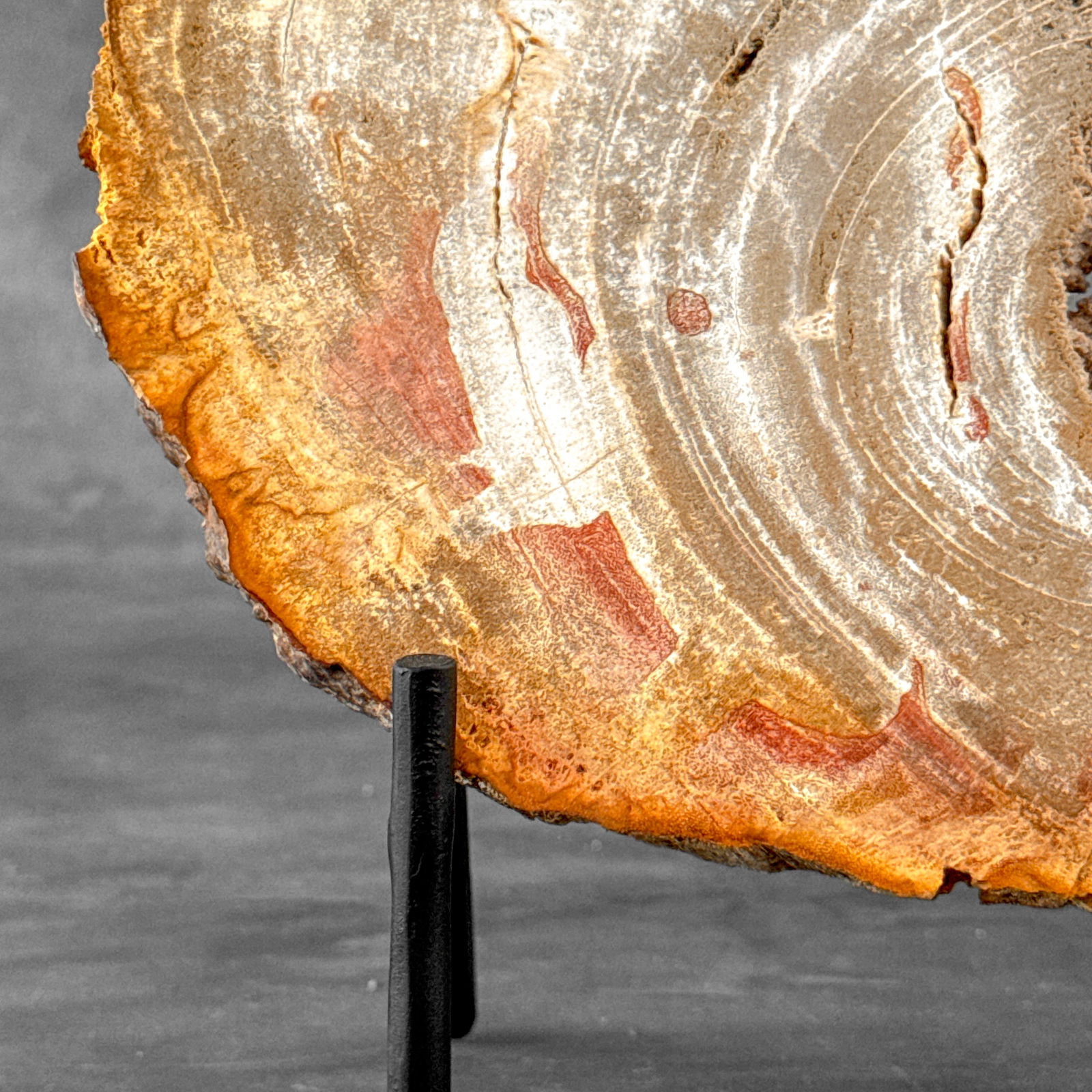 Beautiful slice of petrified wood on a custom stand - 6