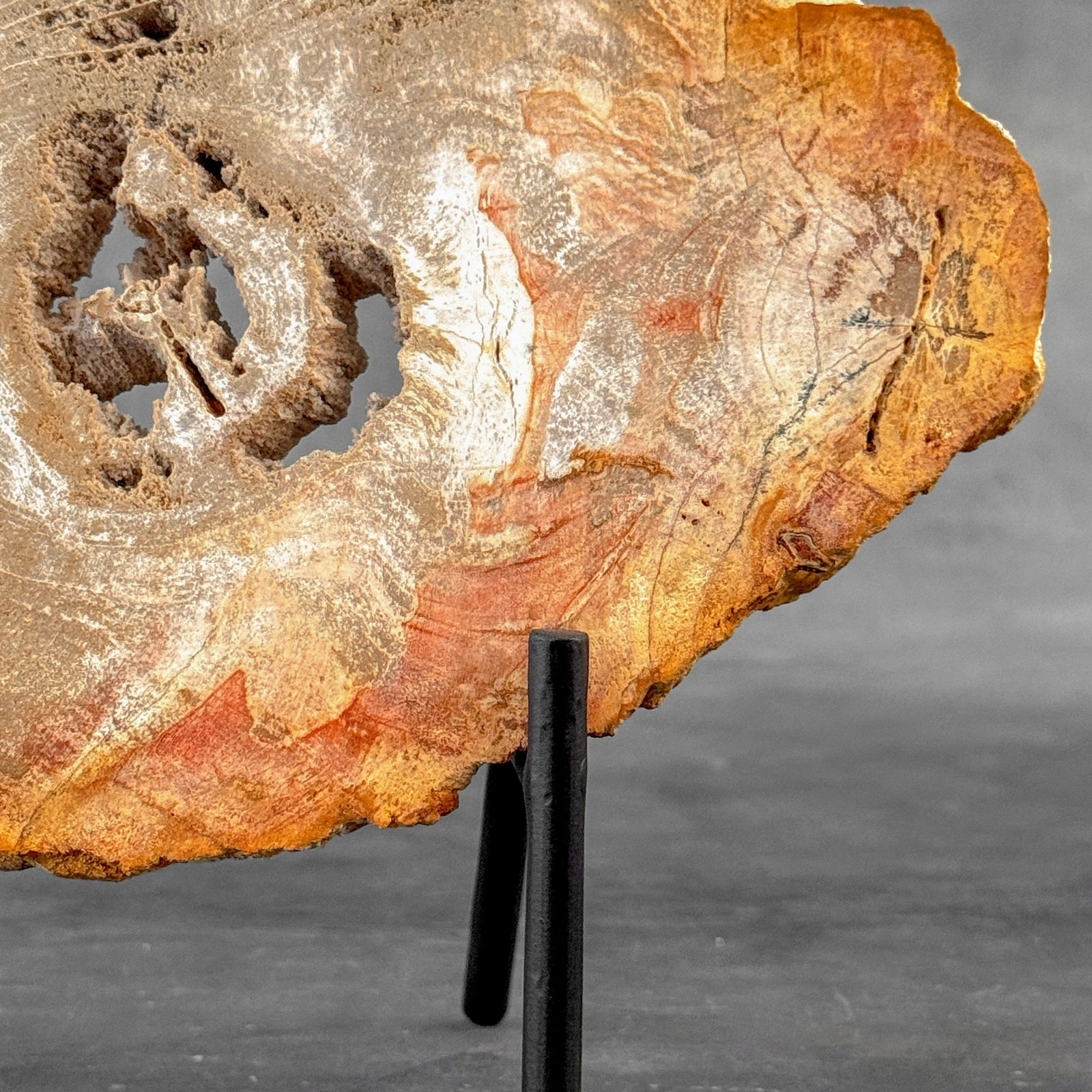 Beautiful slice of petrified wood on a custom stand - 7