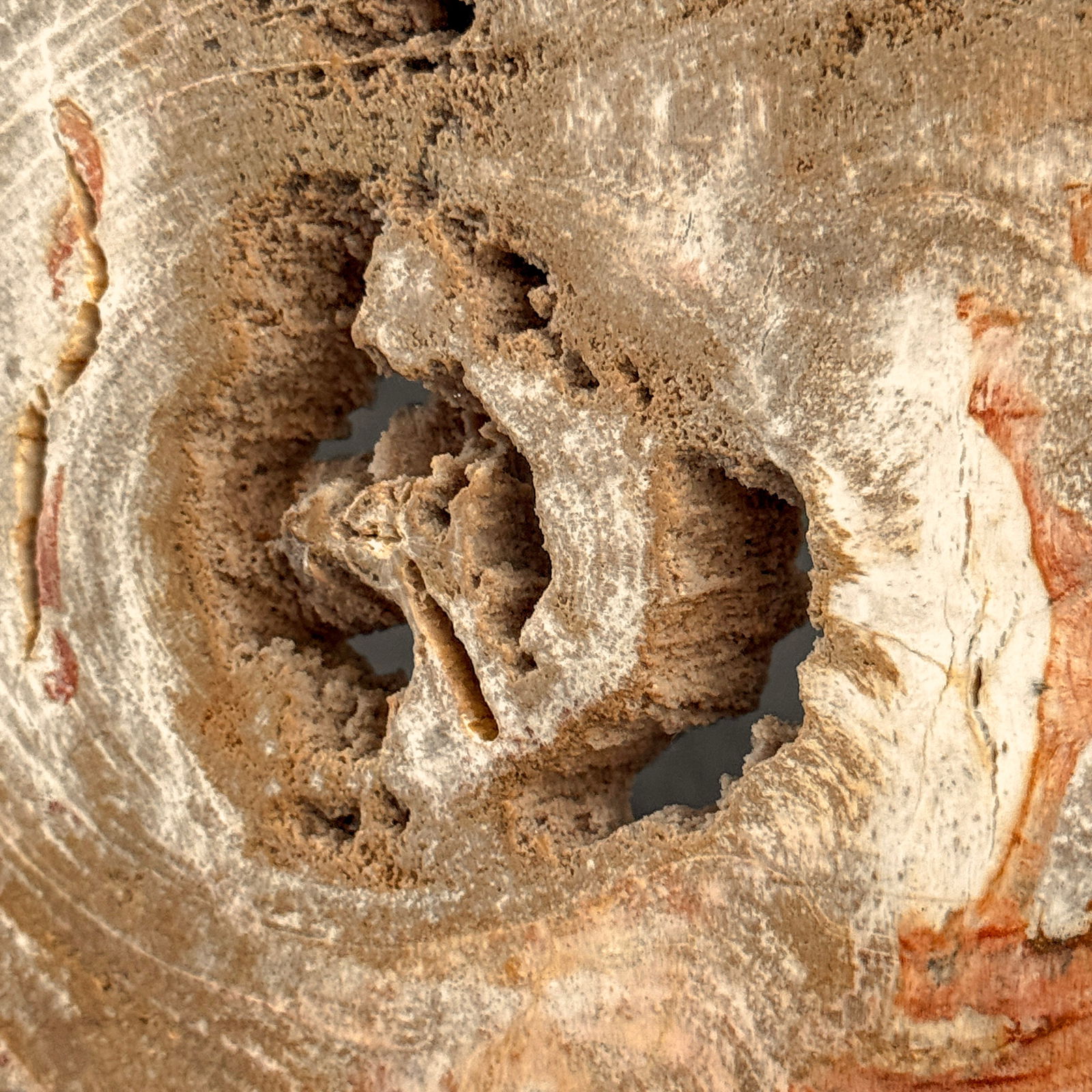 Beautiful slice of petrified wood on a custom stand - 8