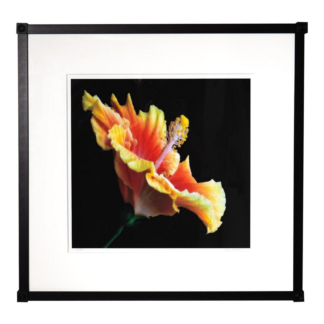 Chinese Hibiscus I - Limited Edition Framed Photograph Signed - Hal Kaye (1927-2020): Chinese Hibiscus I is a limited edition color photograph by Hal Kaye circa 2000. Signed and numbered 1 of 75 by the photographer. himself in graphite. Printed on acid free paper. Black meta frame - wh