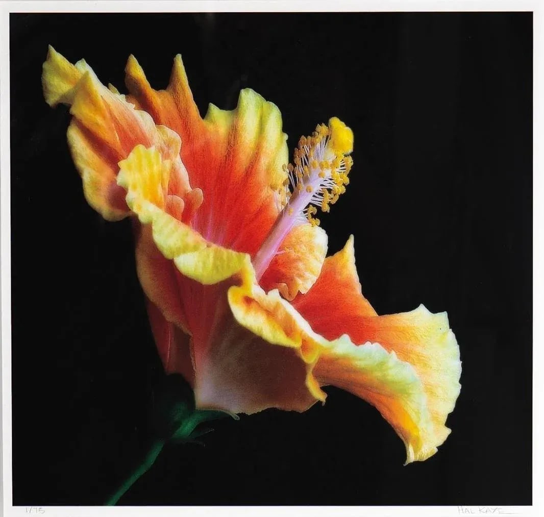 Chinese Hibiscus I - Limited Edition Framed Photograph Signed - Hal Kaye (1927-2020) - 2