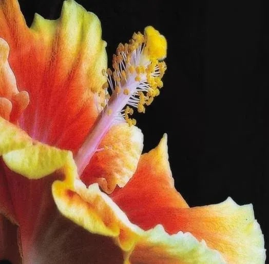 Chinese Hibiscus I - Limited Edition Framed Photograph Signed - Hal Kaye (1927-2020) - 3