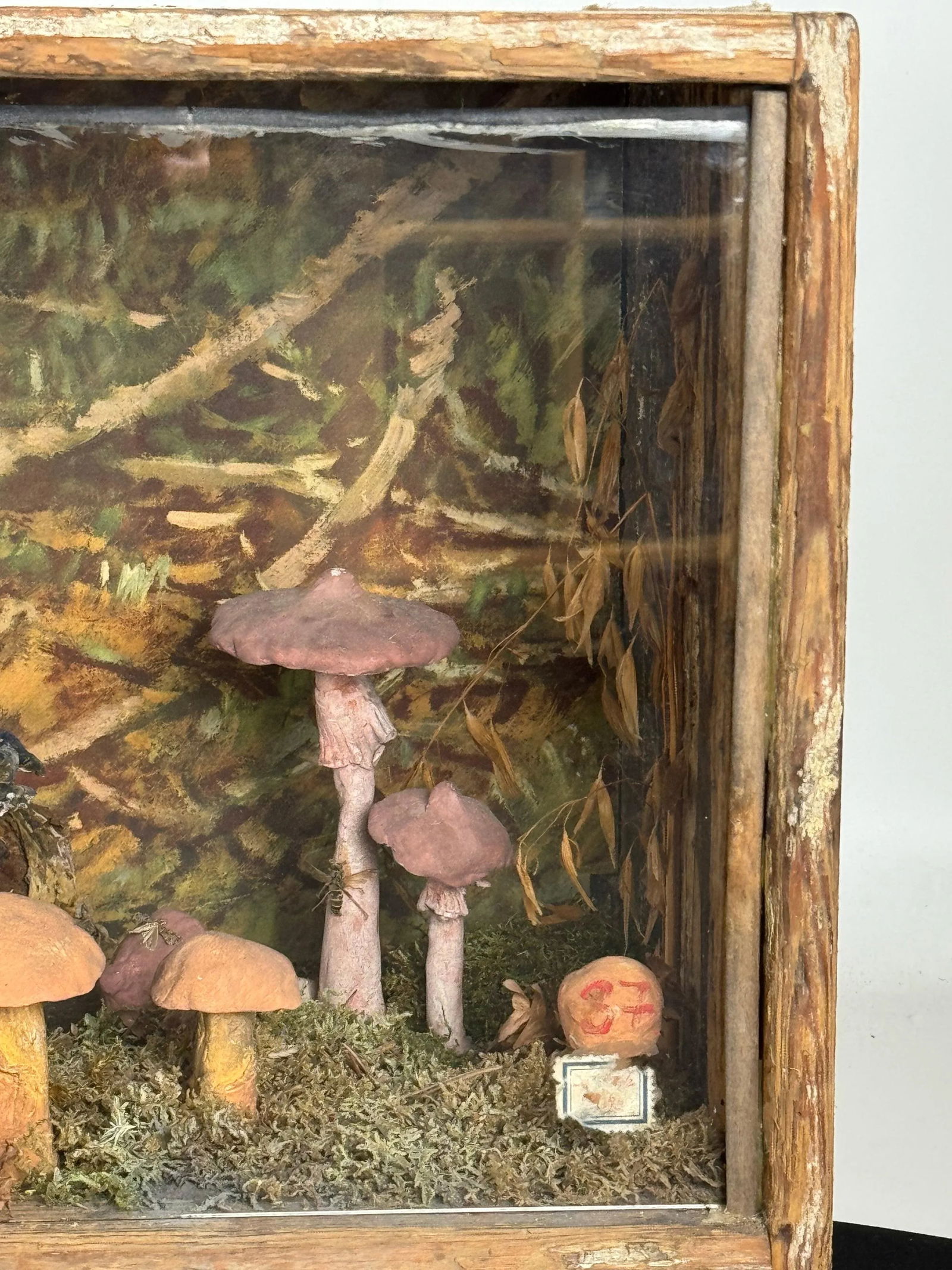 European Mushroom Diorama - 4