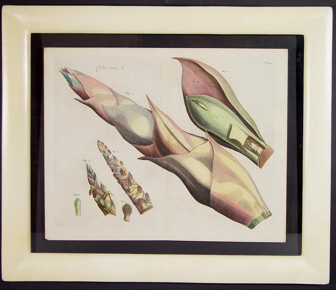 17th Century Dutch Botanical Engraving From the Malabar Coast by Hendrik Adriaan Van Rheede Tot Draa: The Garden of Malabar: A Foundational Work of Tropical Botany Object: Hand-Colored Engraving Plate Source: Hortus Indicus Malabaricus (The Garden of Malabar), Volumes 1-12 Creator/Compiler: Hendrik