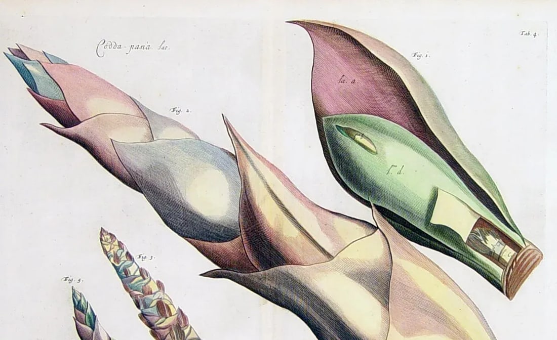 17th Century Dutch Botanical Engraving From the Malabar Coast by Hendrik Adriaan Van Rheede Tot Draa - 2