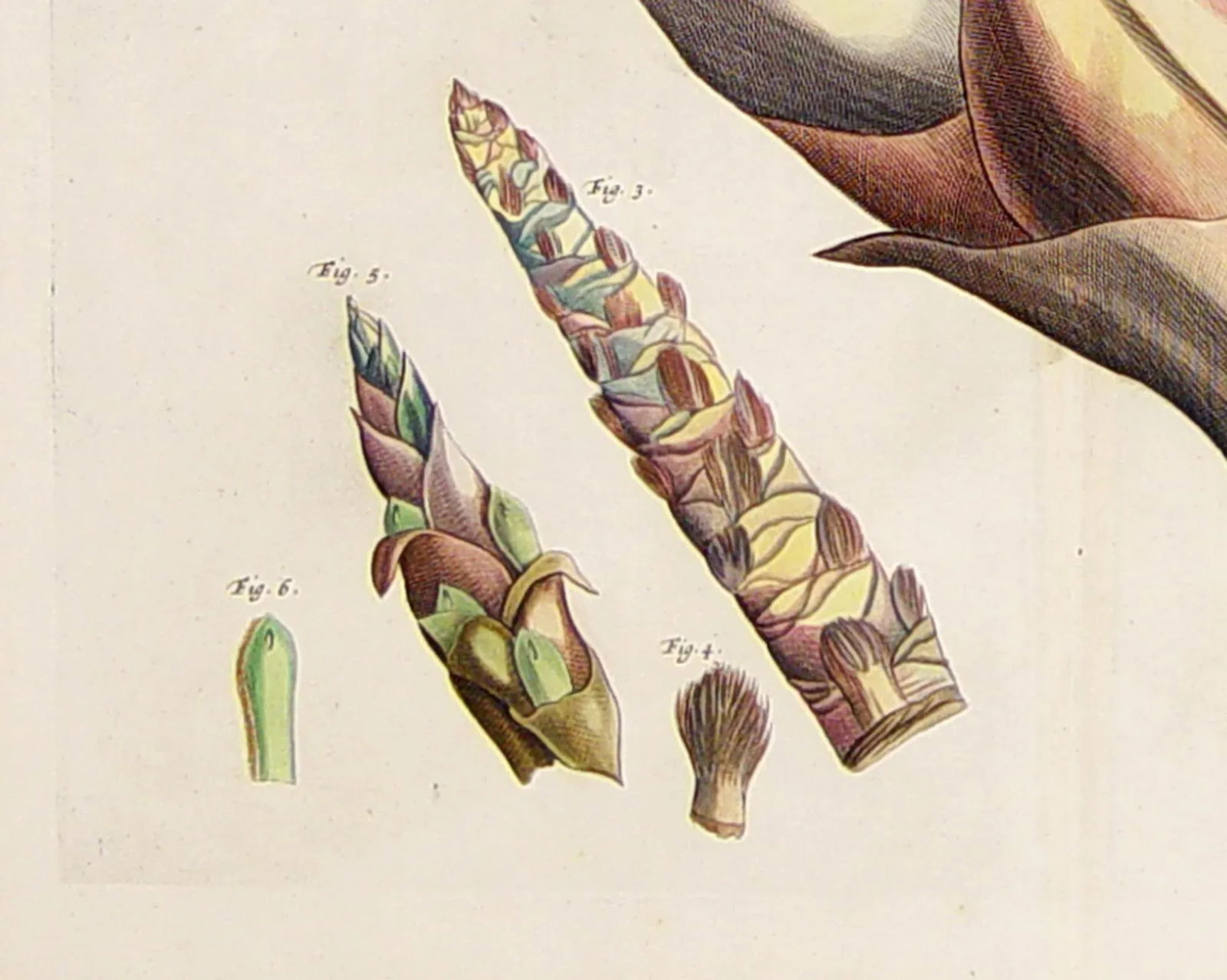 17th Century Dutch Botanical Engraving From the Malabar Coast by Hendrik Adriaan Van Rheede Tot Draa - 3