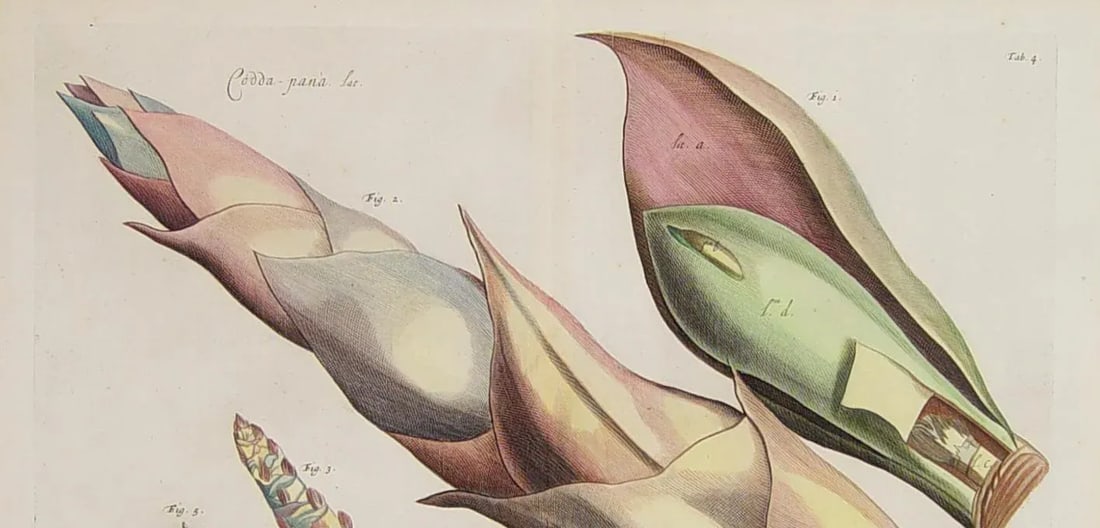 17th Century Dutch Botanical Engraving From the Malabar Coast by Hendrik Adriaan Van Rheede Tot Draa - 4