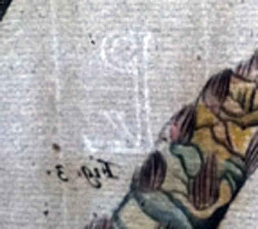 17th Century Dutch Botanical Engraving From the Malabar Coast by Hendrik Adriaan Van Rheede Tot Draa - 5