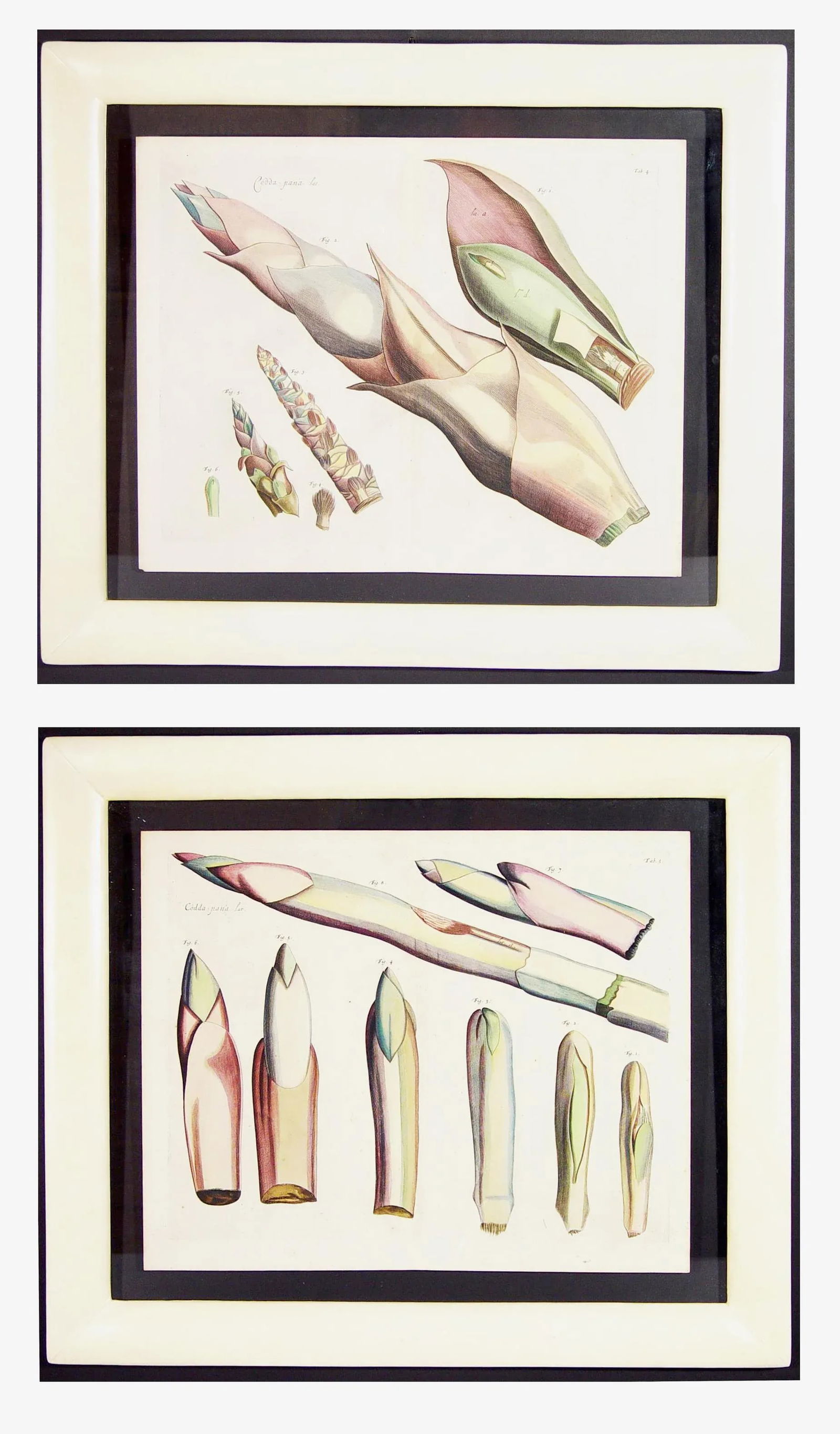 17th Century Dutch Botanical Engraving From the Malabar Coast by Hendrik Adriaan Van Rheede Tot Draa - 7