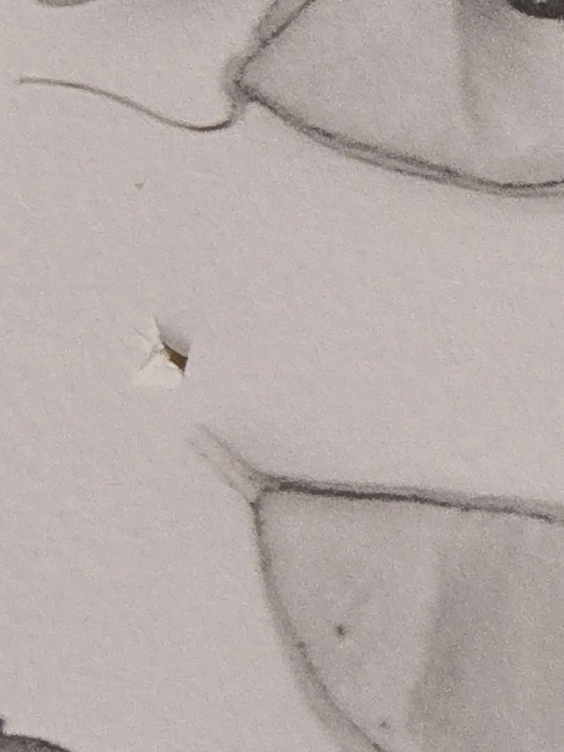 Late 20th Century Bill Pusztai Signed Limited Edition "Seattle Japanese Garden" Photograph & "Black - 16