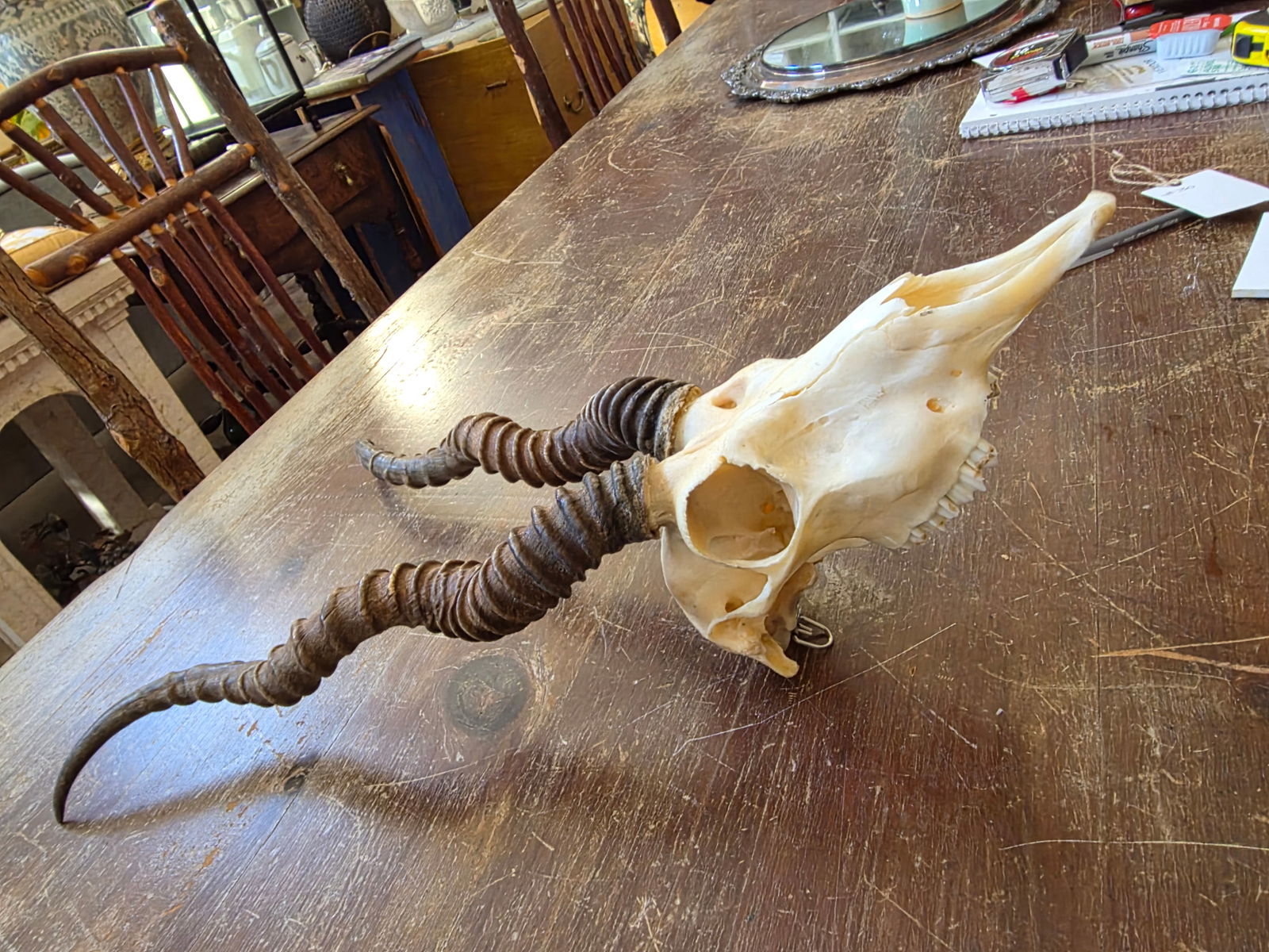 Rustic Blackbuck Skull - 10