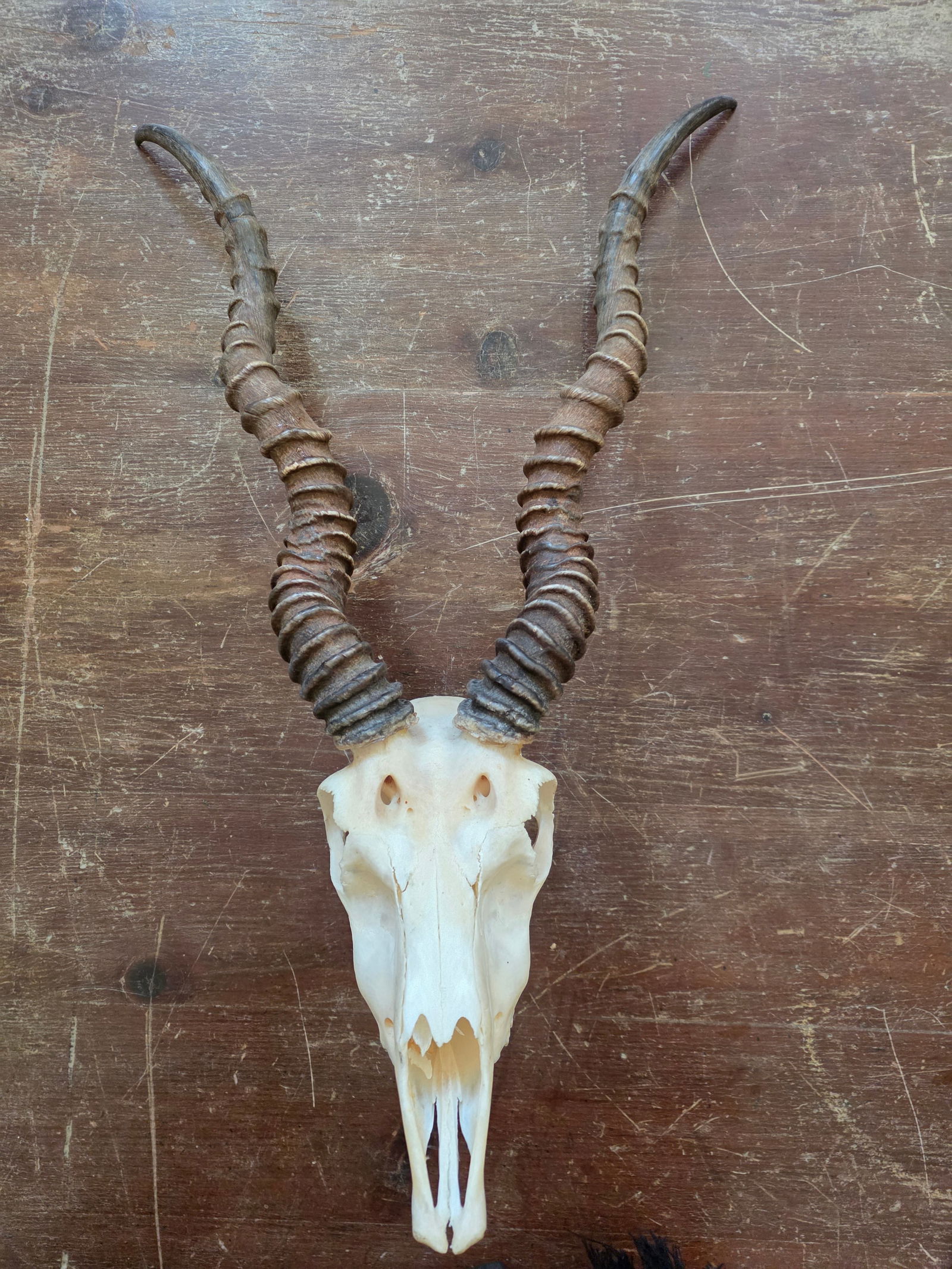 Rustic Blackbuck Skull - 11