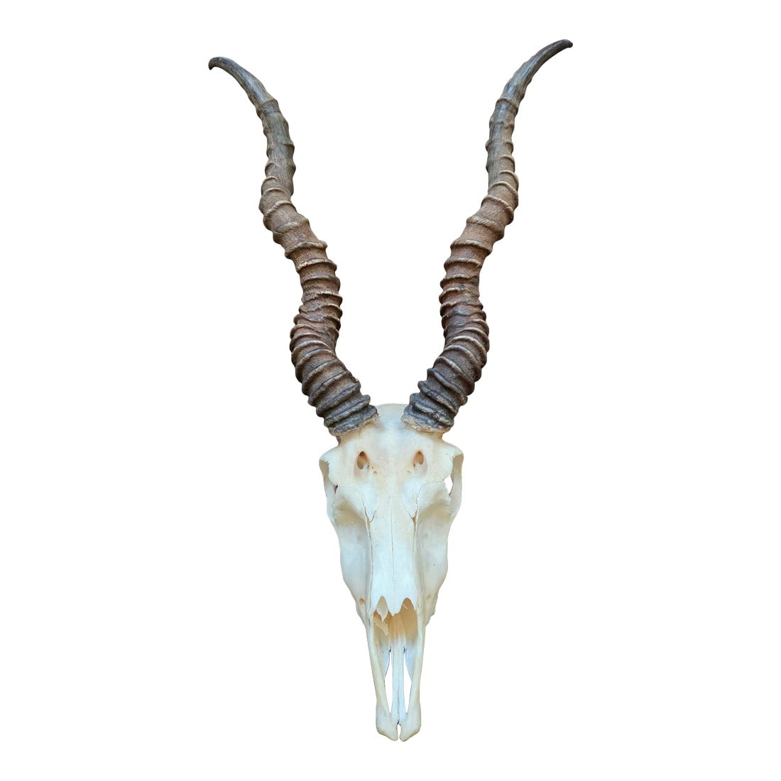 Rustic Blackbuck Skull: Rustic Blackbuck skull ready to hang with fitting attached to the back. Condition: Alterations: Original Condition Unaltered Imperfections: Some Imperfections Condition Notes: Great condition Dimensio