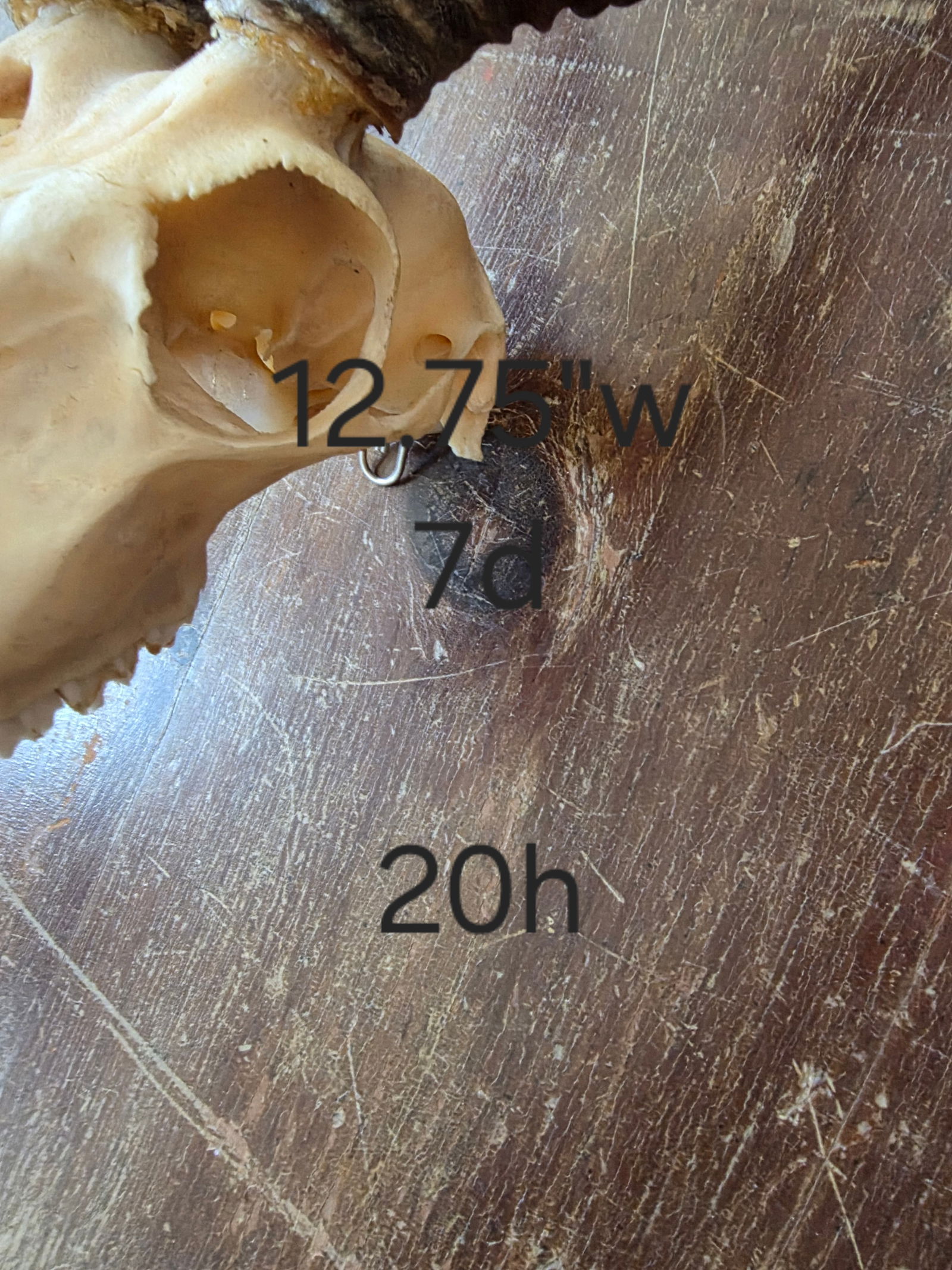 Rustic Blackbuck Skull - 2