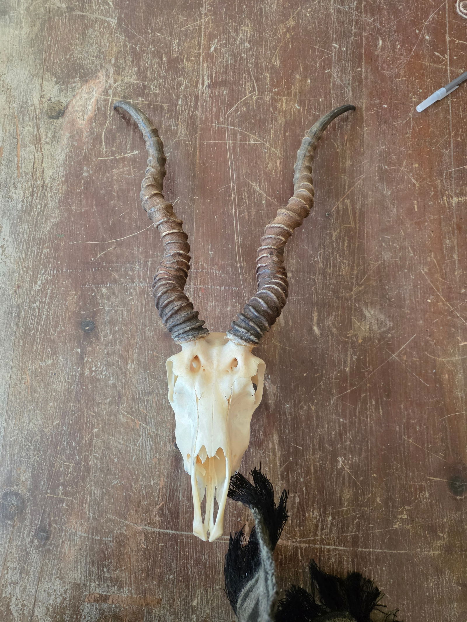 Rustic Blackbuck Skull - 4