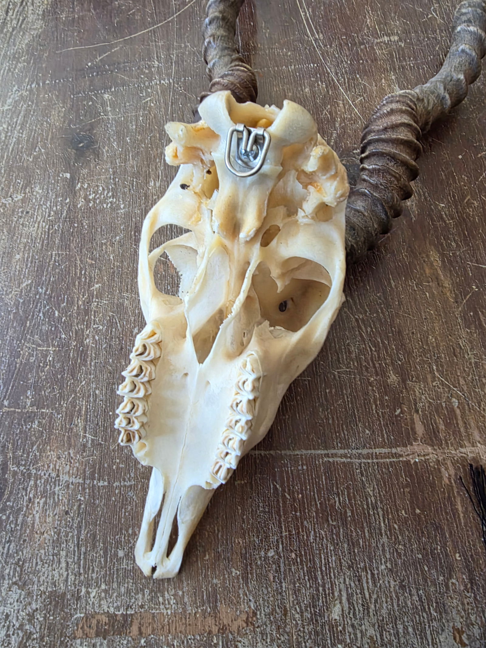 Rustic Blackbuck Skull - 5