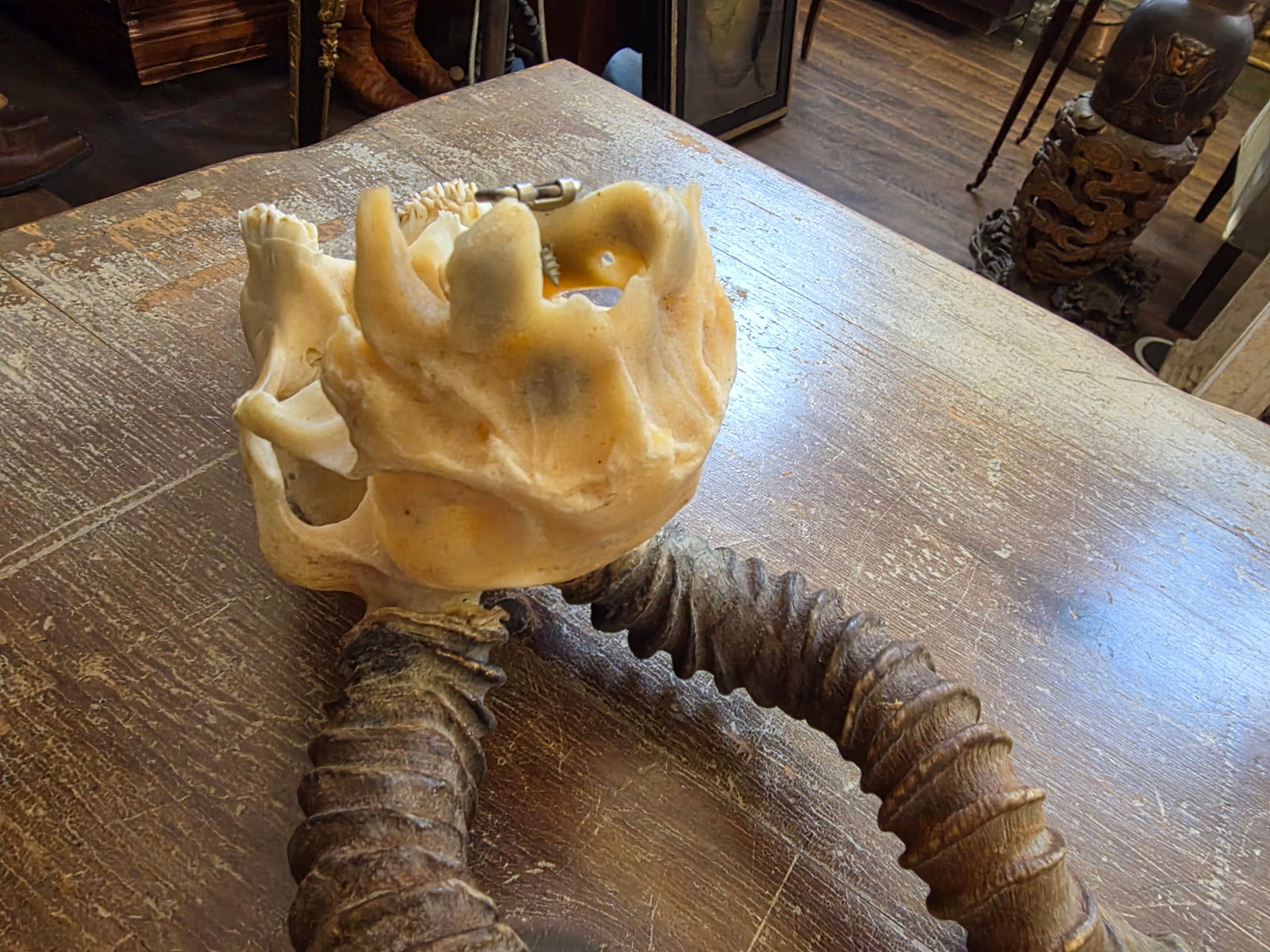 Rustic Blackbuck Skull - 6