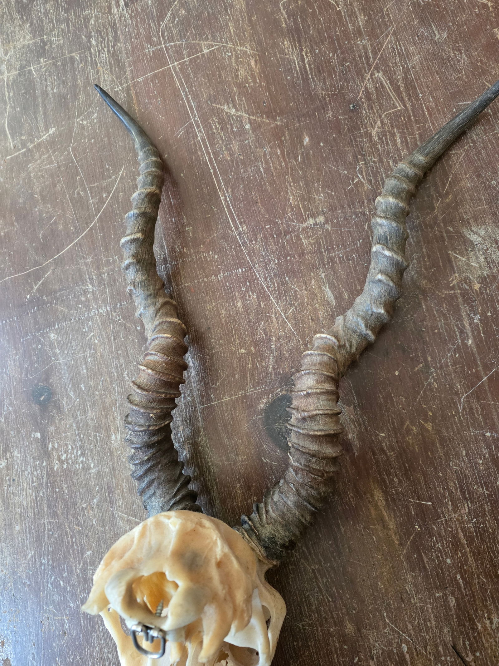 Rustic Blackbuck Skull - 7