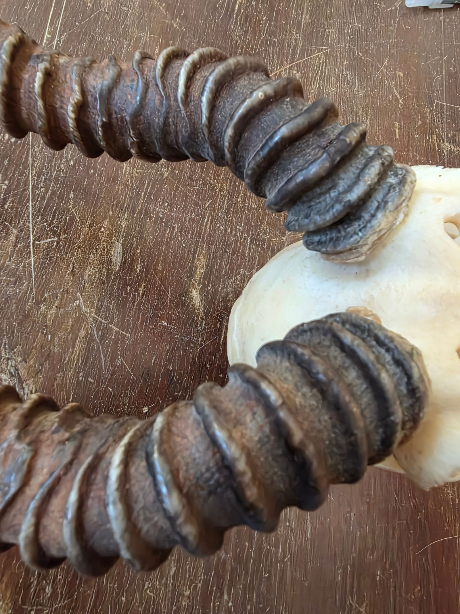 Rustic Blackbuck Skull - 8