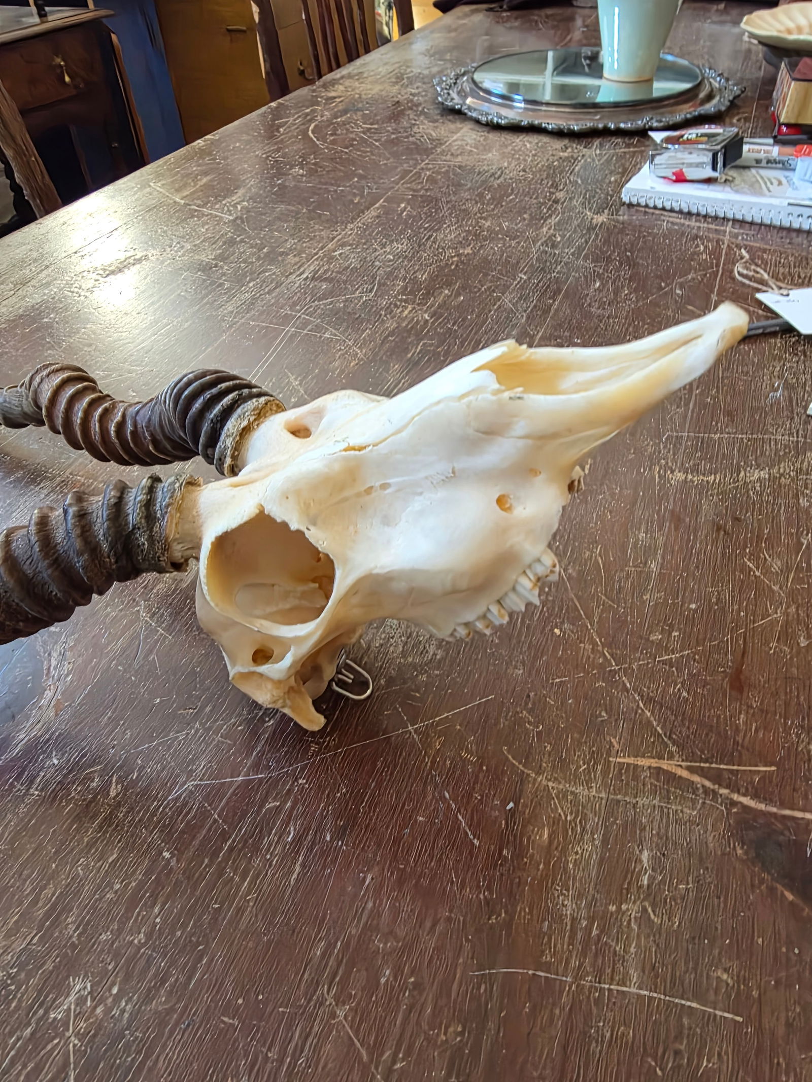 Rustic Blackbuck Skull - 9