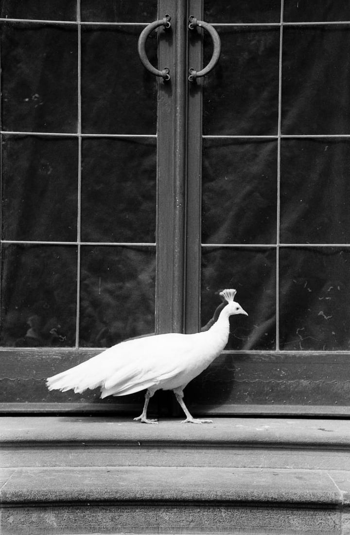 Peafowl, Prague, Czech Republic - Silver Gelatin: Title: Peafowl, Prague, Czech Republic - Silver Gelatin Description: Title: Peafowl, Prague, Czech Republic - Silver Gelatin Photograph - Limited Edition of 10 Artist: Paul Cooklin Origin: United King
