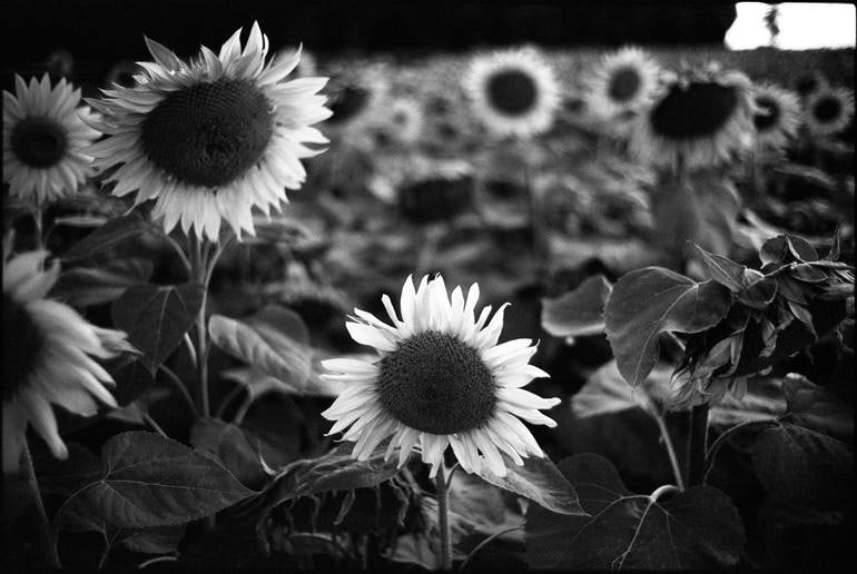 Sunflowers, Couziers, France - Silver Gelatin: Title: Sunflowers, Couziers, France - Silver Gelatin Description: Title: Sunflowers, Couziers, France - Silver Gelatin Photograph - Limited Edition of 10 Artist: Paul Cooklin Origin: United Kingdom Me