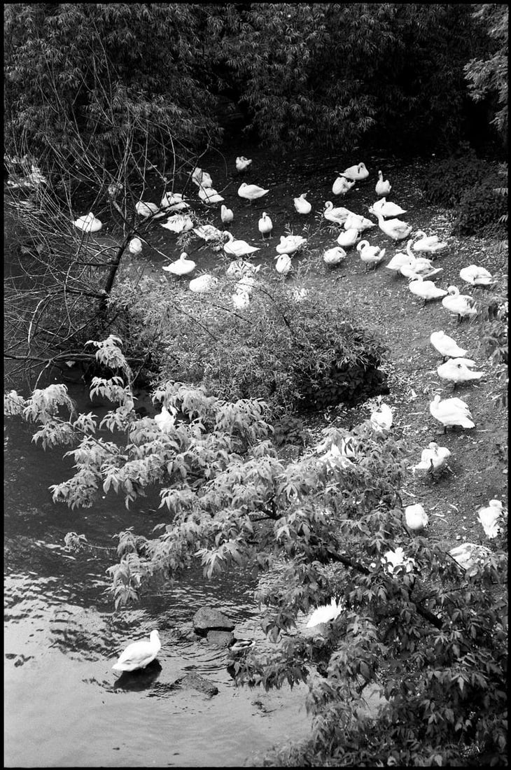 Swans on the Vltava River, Prague - Silver Gelatin: Title: Swans on the Vltava River, Prague - Silver Gelatin Description: Title: Swans on the Vltava River, Prague - Silver Gelatin Photograph - Limited Edition of 10 Artist: Paul Cooklin Origin: United