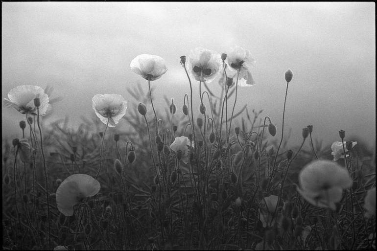 Edition 2/10 - Poppies I, Suffolk: Title: Edition 2/10 - Poppies I, Suffolk Description: Title: Edition 2/10 - Poppies I, Suffolk Print Artist: Paul CooklinOrigin: United Kingdom Open Edition Prints Available: Select a Material Canvas