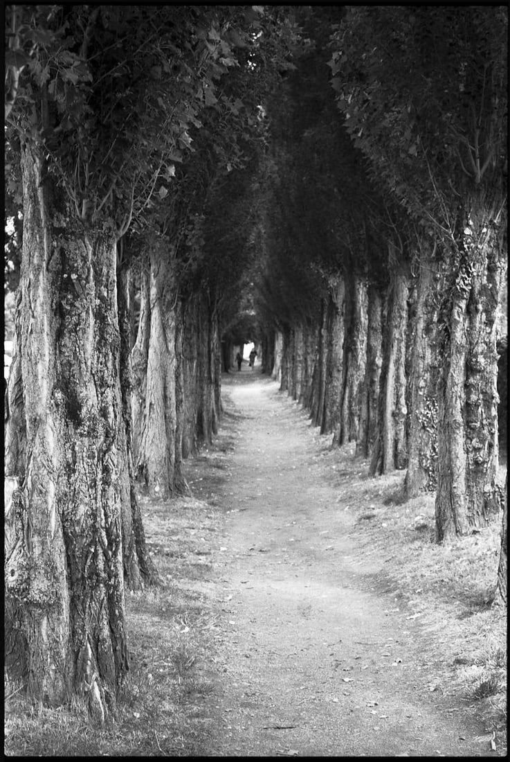 Treeline, Honfleur, France - Silver Gelatin: Title: Treeline, Honfleur, France - Silver Gelatin Description: Title: Treeline, Honfleur, France - Silver Gelatin Print - Limited Edition of 10 Artist: Paul Cooklin Origin: United Kingdom Open Editio