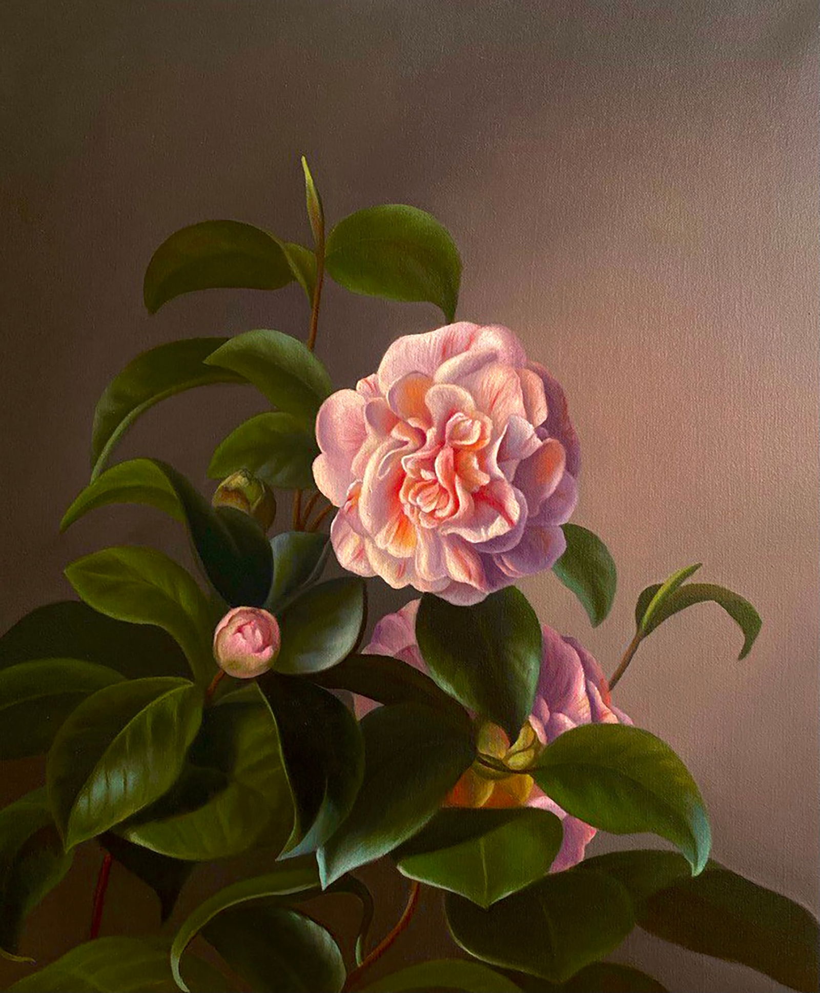 Oil painting Camellia flower Kateryna Bukuros: Title: Oil painting Camellia flower Kateryna Bukuros Description: 14BUKUR Painter: Kateryna Bukuros Size: 60?50 cm/23.62x19.68 inches Components: oil, canvas Original painting CONDITION: excellent ART