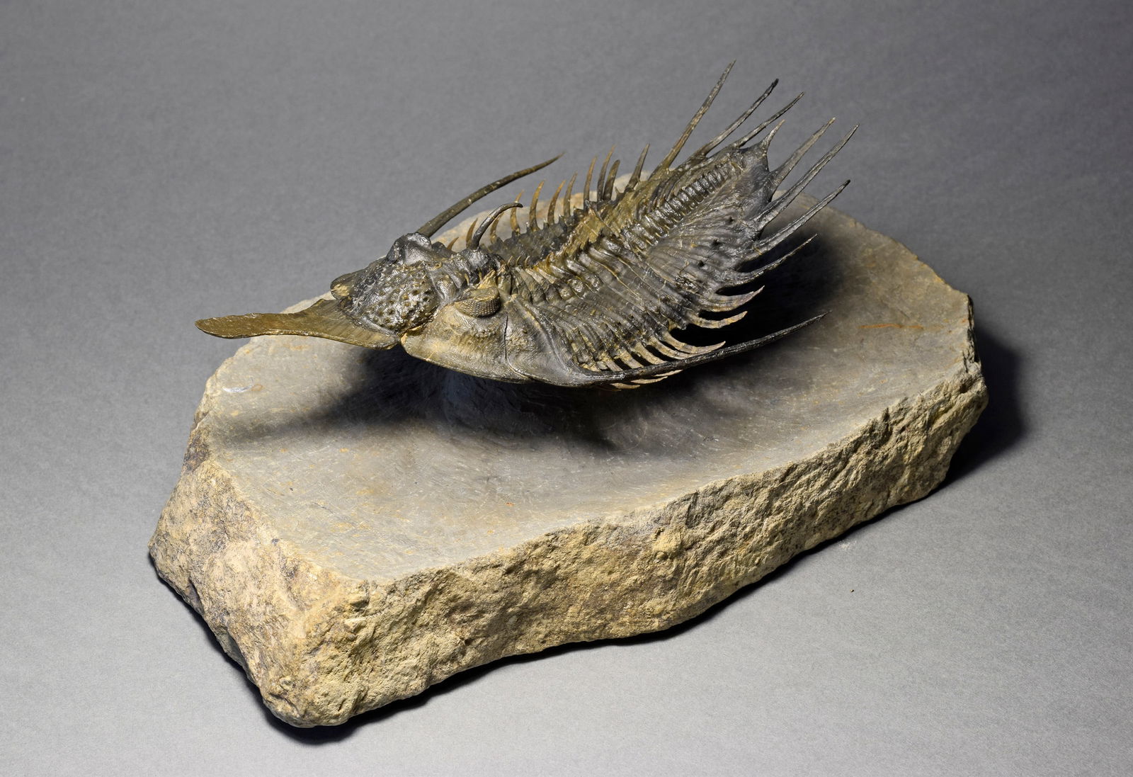 Superb large Psychopyge cf. termierorum - 2