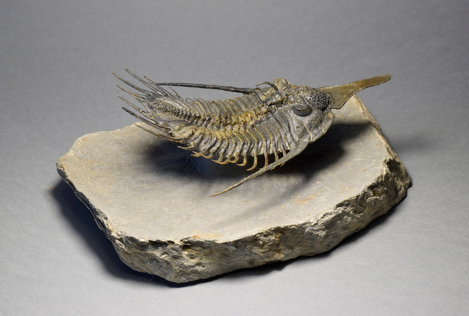 Superb large Psychopyge cf. termierorum - 6