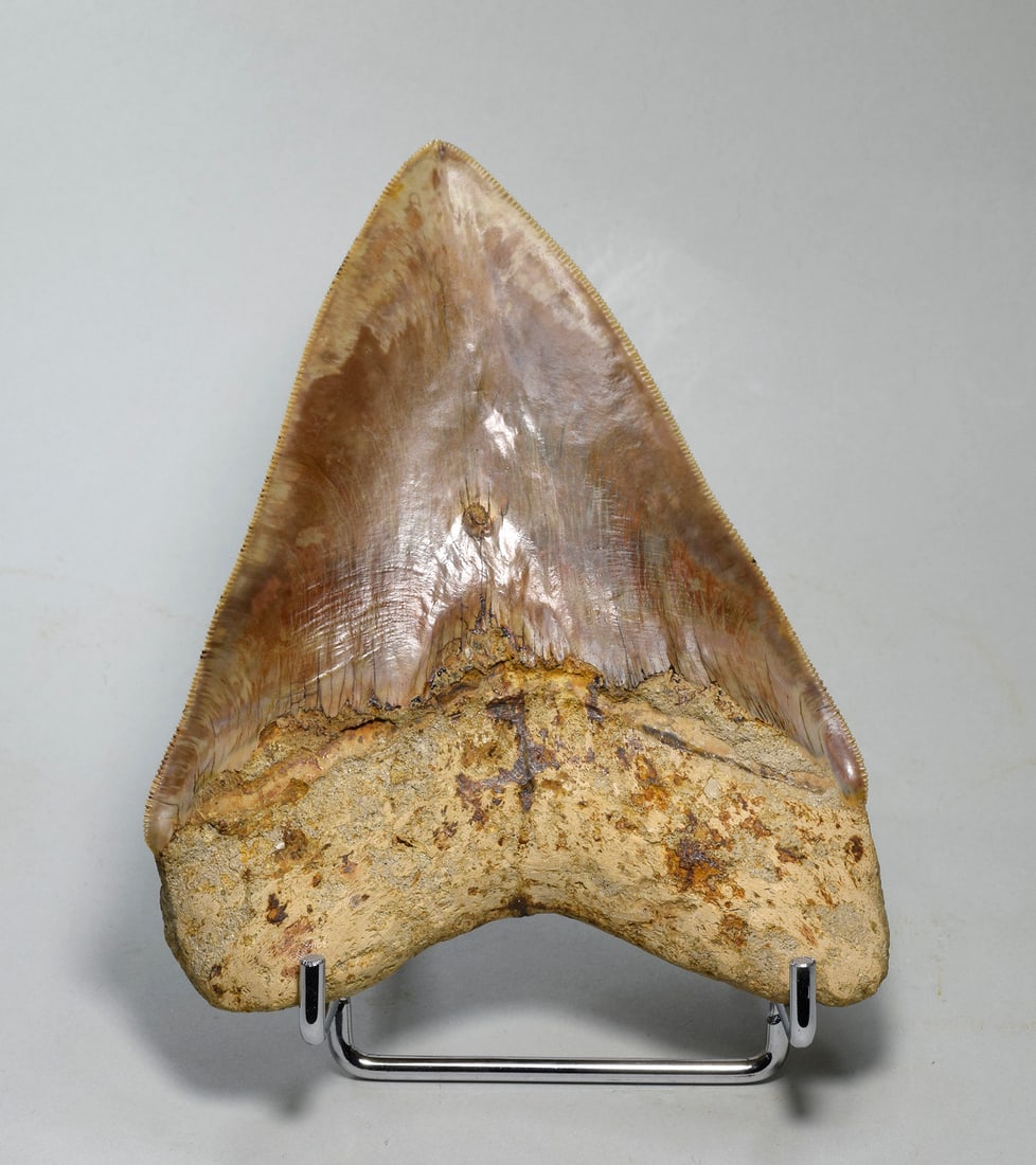 Superb 13.7 cm Carcharodon megalodon tooth - 4