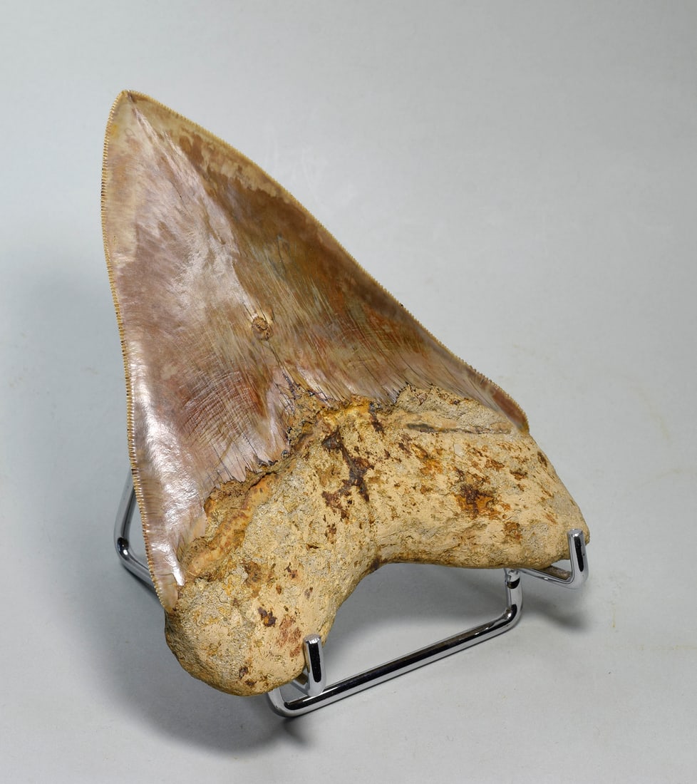 Superb 13.7 cm Carcharodon megalodon tooth - 5
