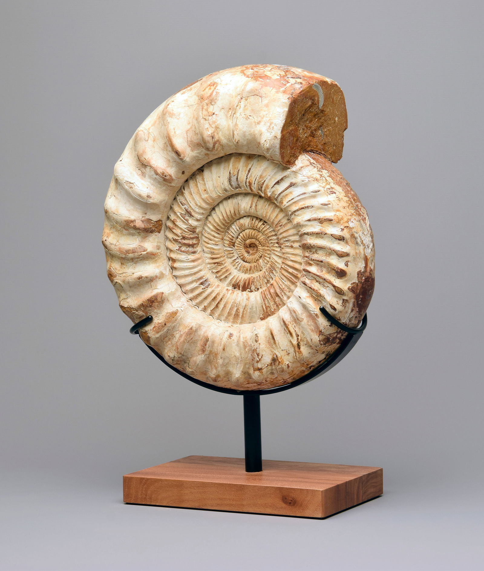 30 cm Ammonite on stand - Kranaosphinctes sp. - 2