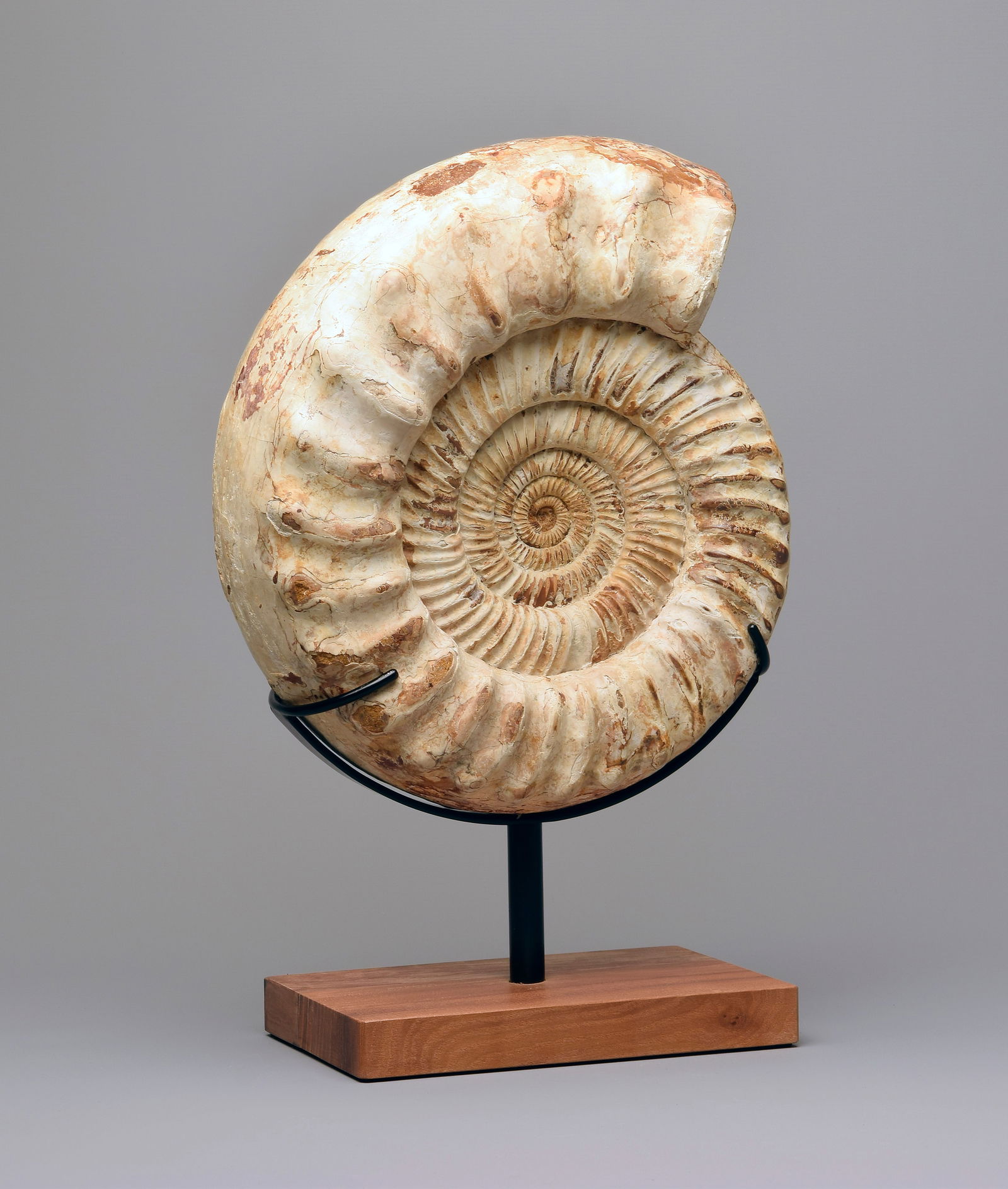 30 cm Ammonite on stand - Kranaosphinctes sp. - 3
