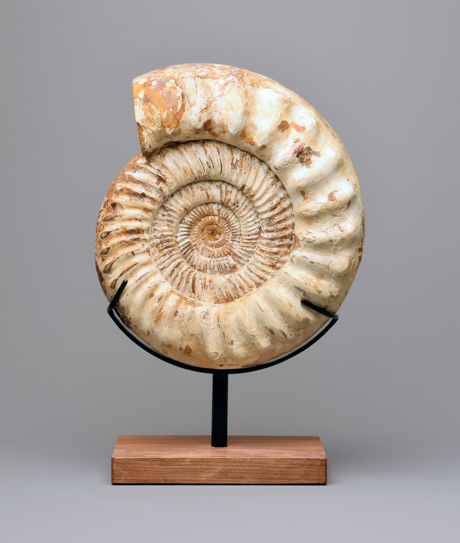 30 cm Ammonite on stand - Kranaosphinctes sp. - 4