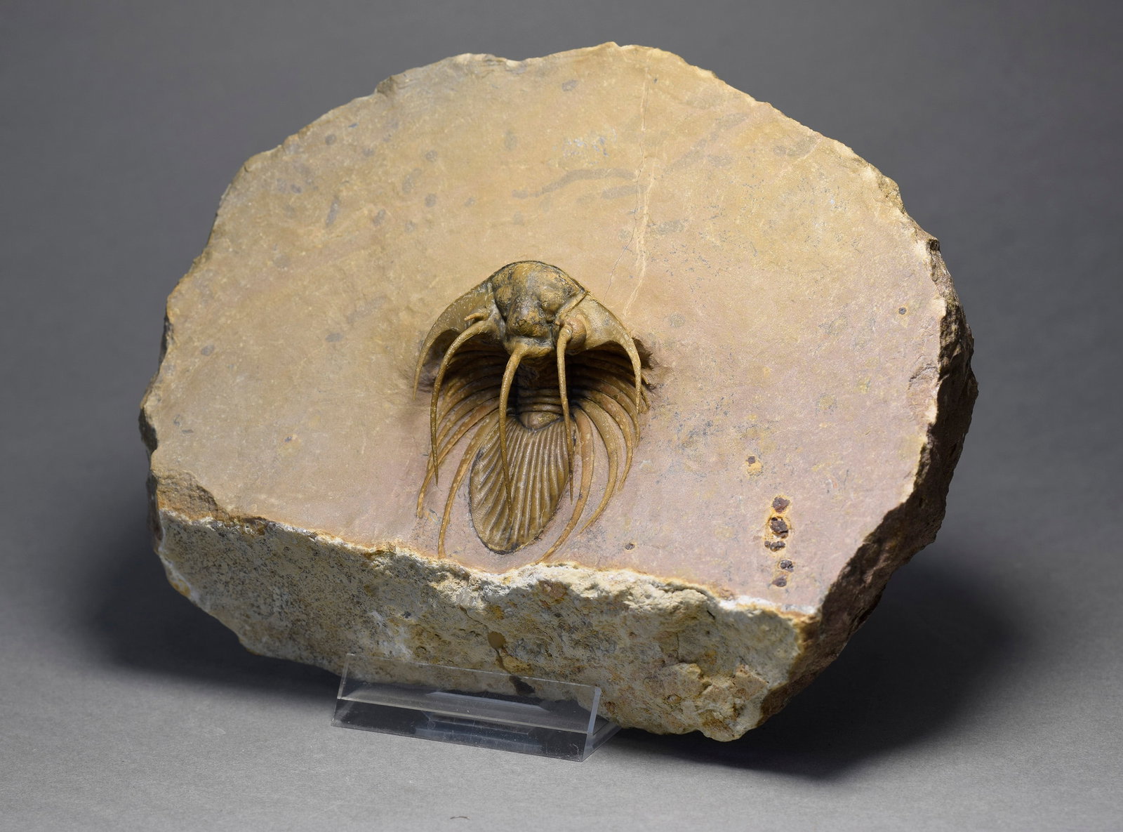 Superb trilobite Kolihapeltis bassei - 10