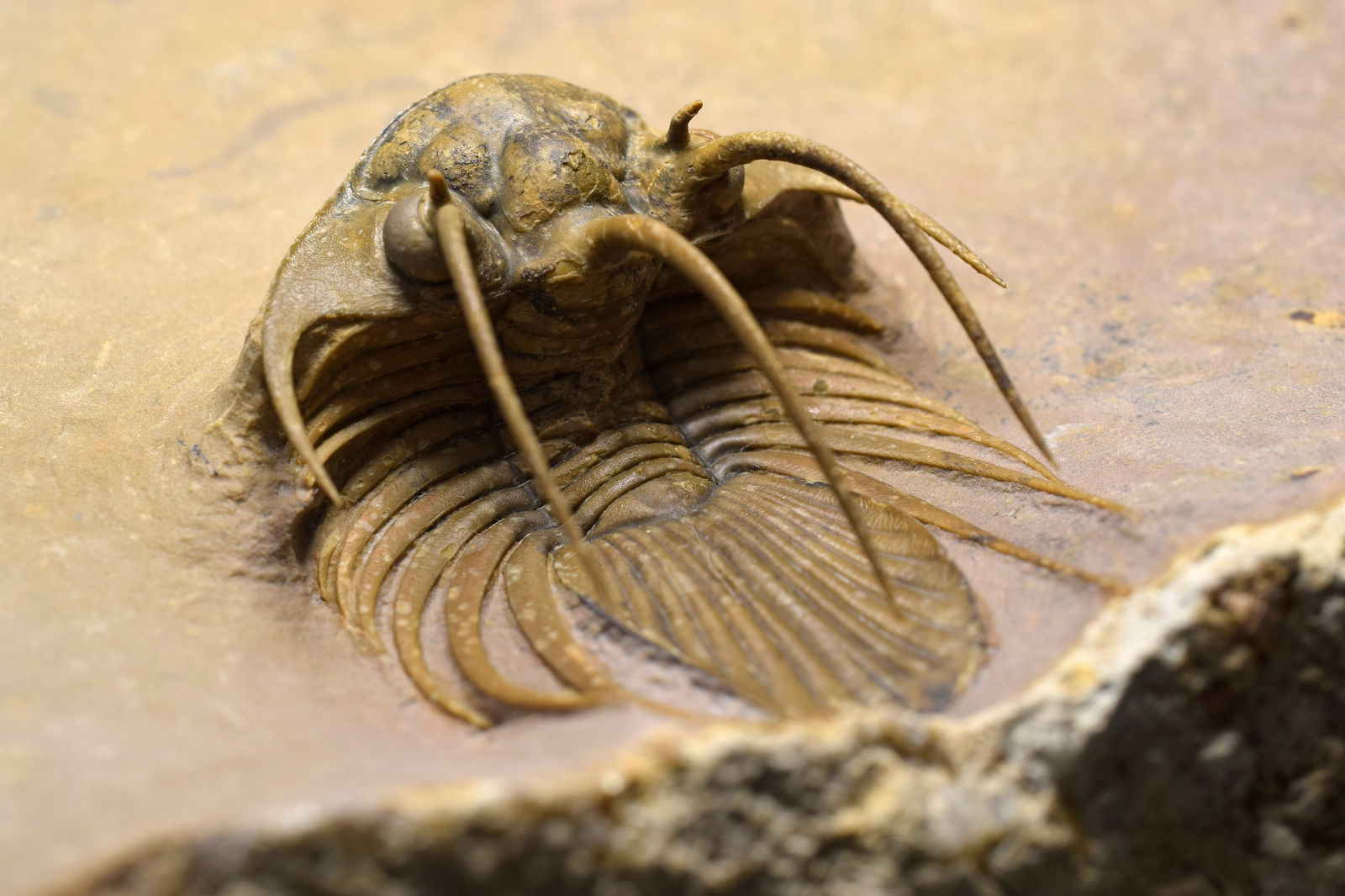 Superb trilobite Kolihapeltis bassei - 2