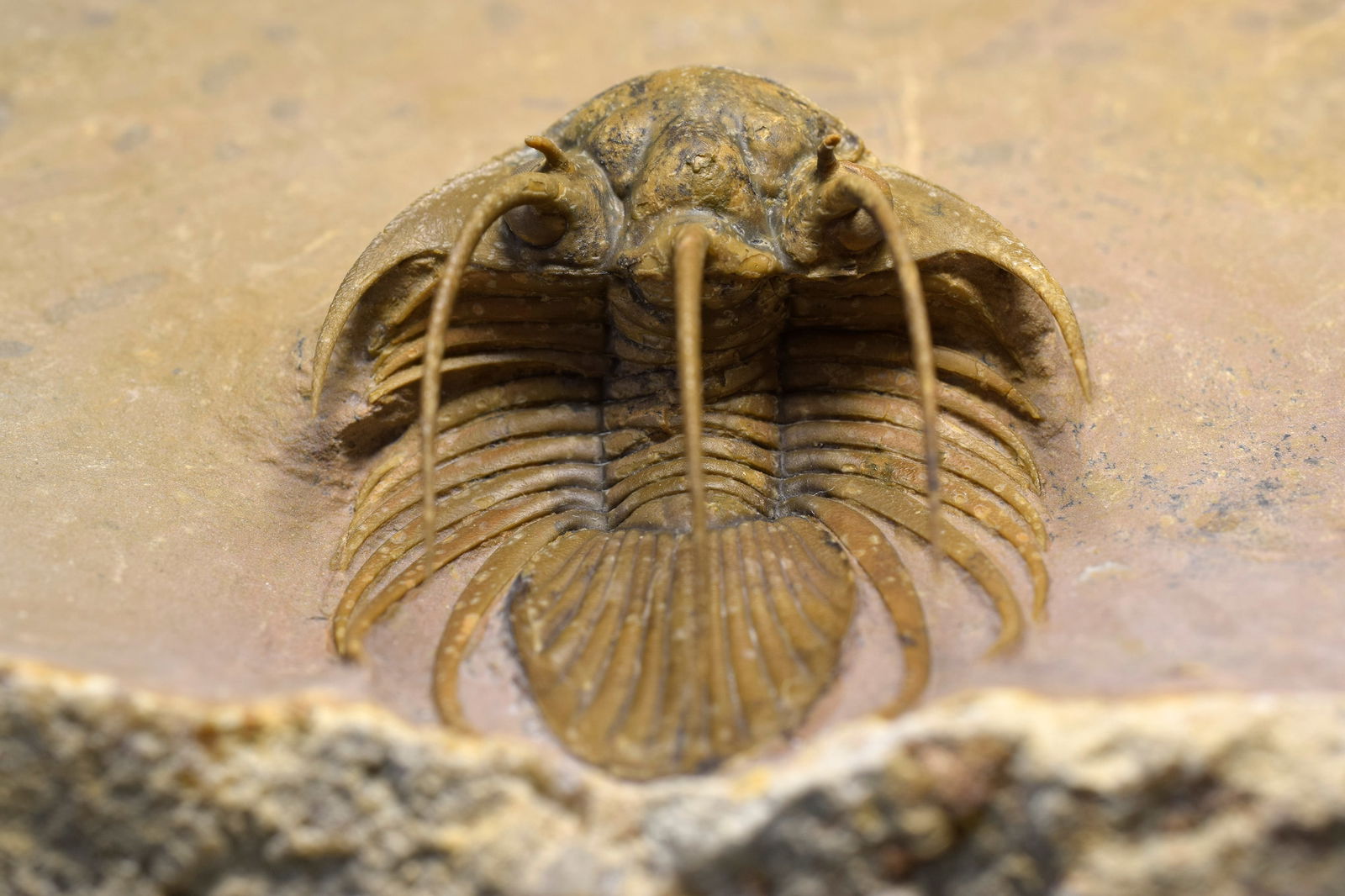Superb trilobite Kolihapeltis bassei - 3