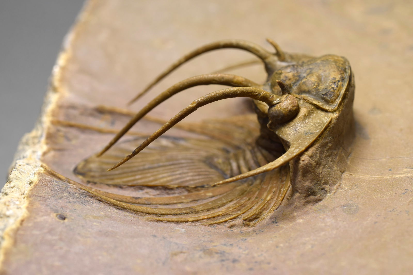 Superb trilobite Kolihapeltis bassei - 4