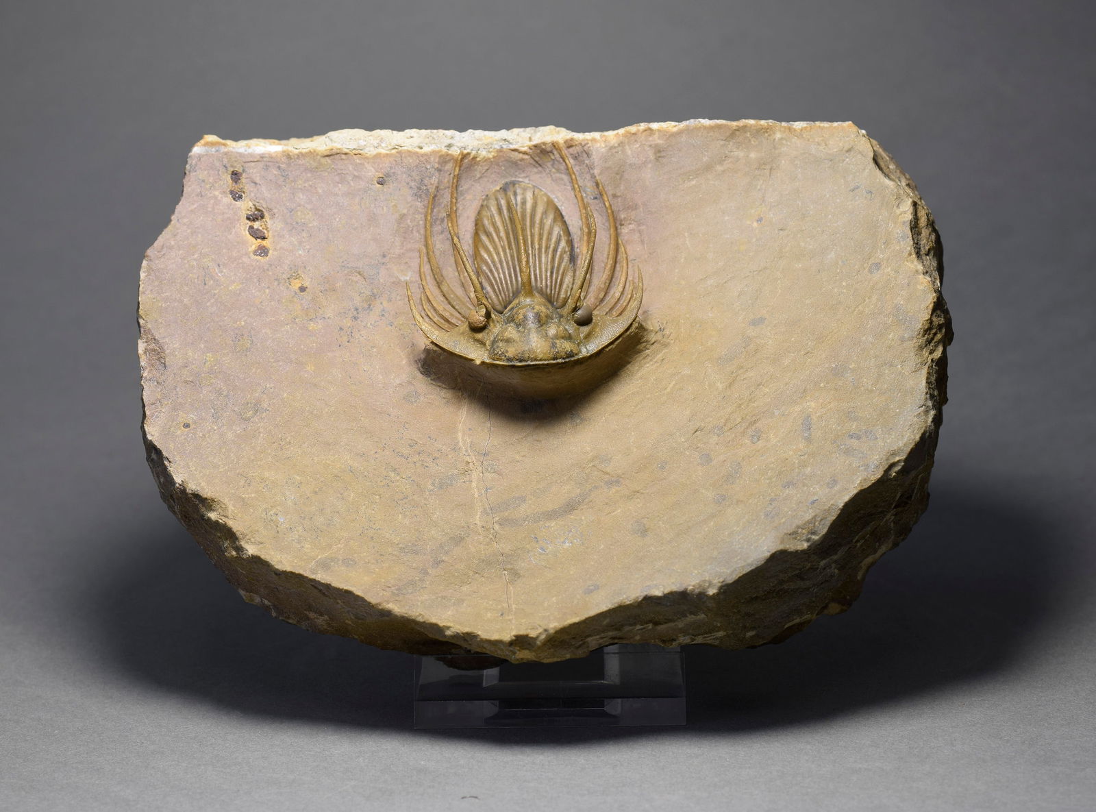 Superb trilobite Kolihapeltis bassei - 5