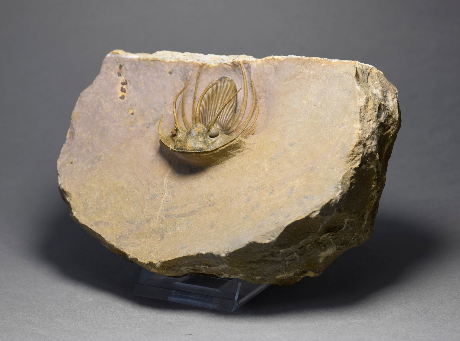 Superb trilobite Kolihapeltis bassei - 7