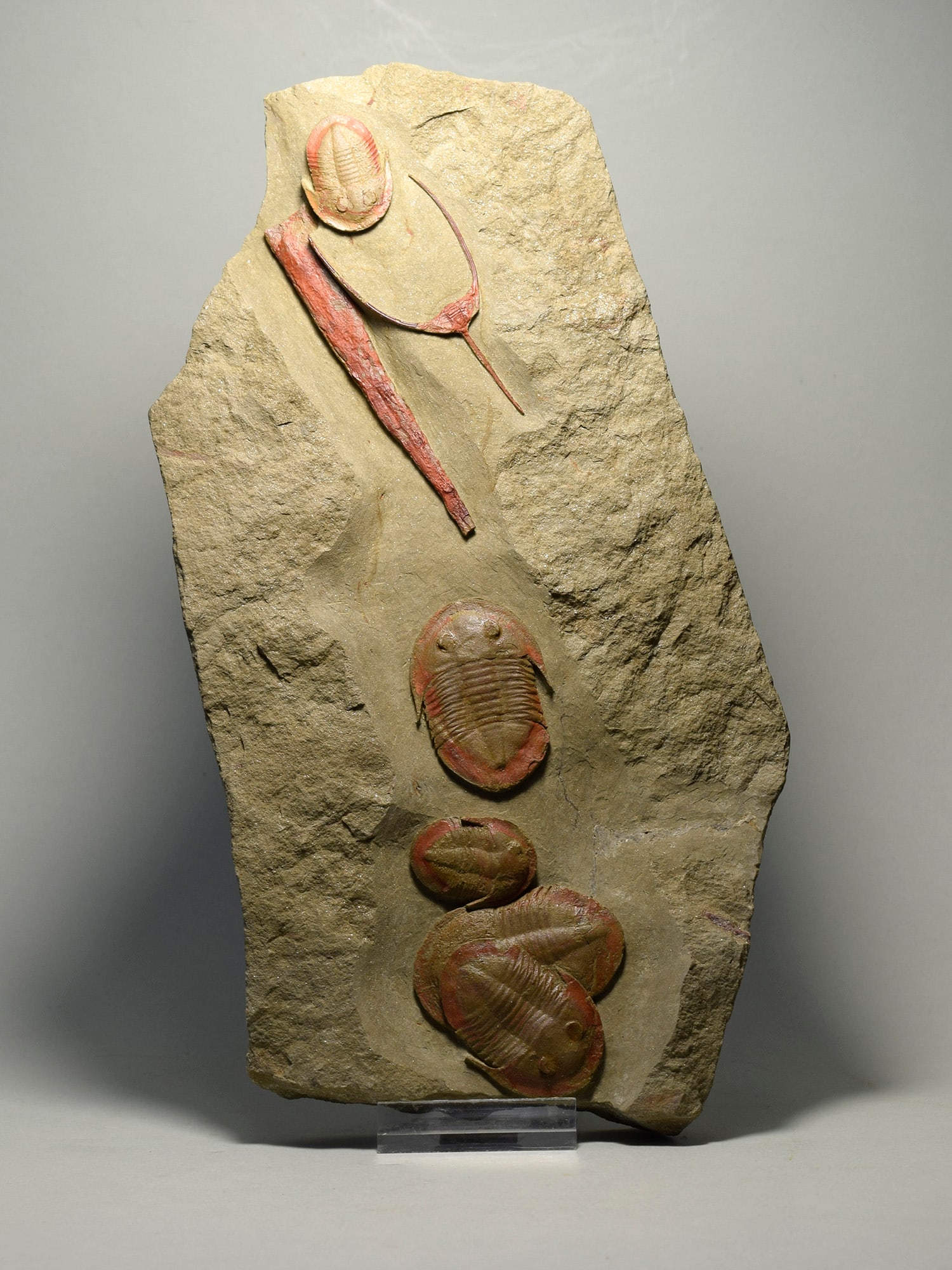 Asaphellus fezouatensis and Ampyx priscus trilobites - 2