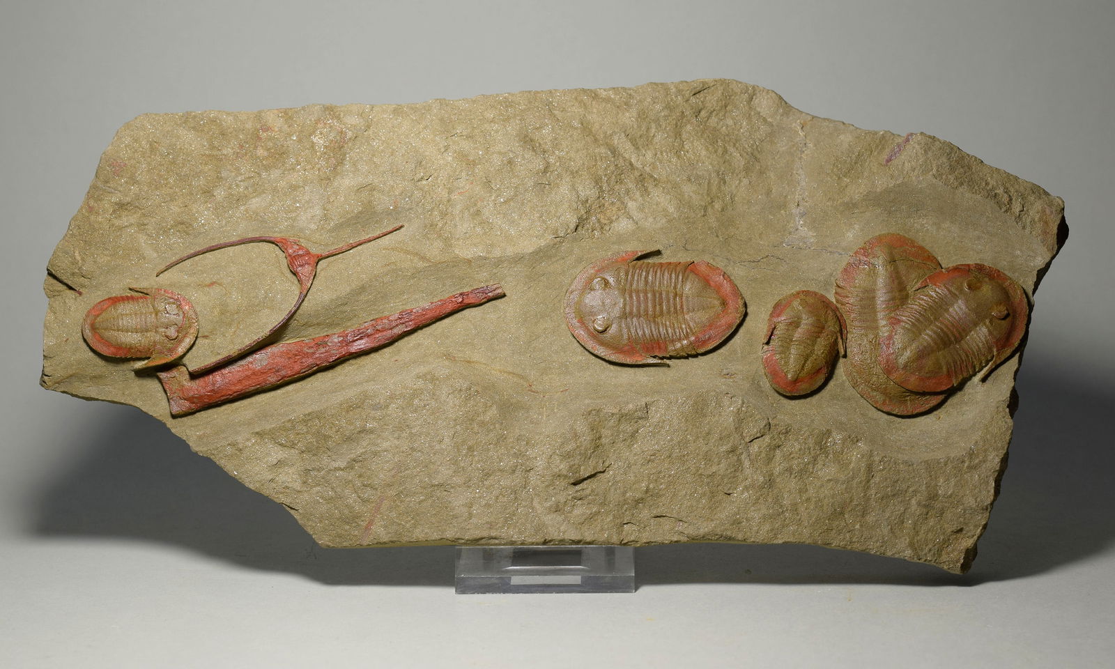 Asaphellus fezouatensis and Ampyx priscus trilobites - 4